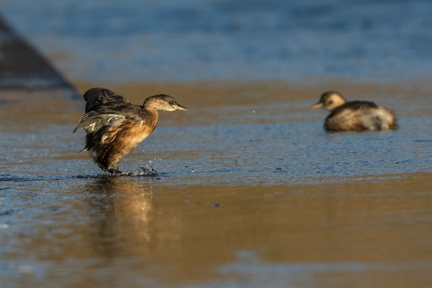 Smådopping / Little Grebe, Lunds reningsverk 2015