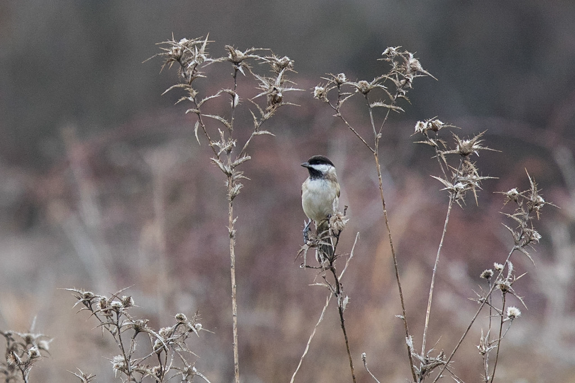Balkanmes / Sombre Tit, Vironia Greece 2017
