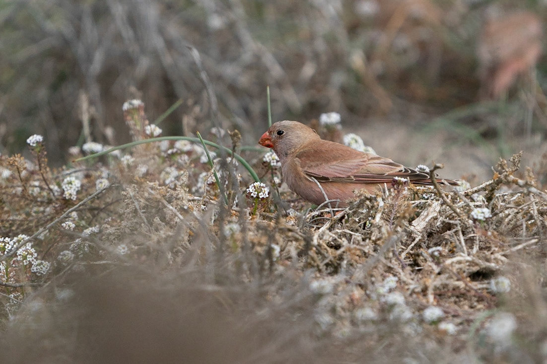 Ökentrumpetare / Trumpeter Finch, Cabo de Gata, Spanien 2022