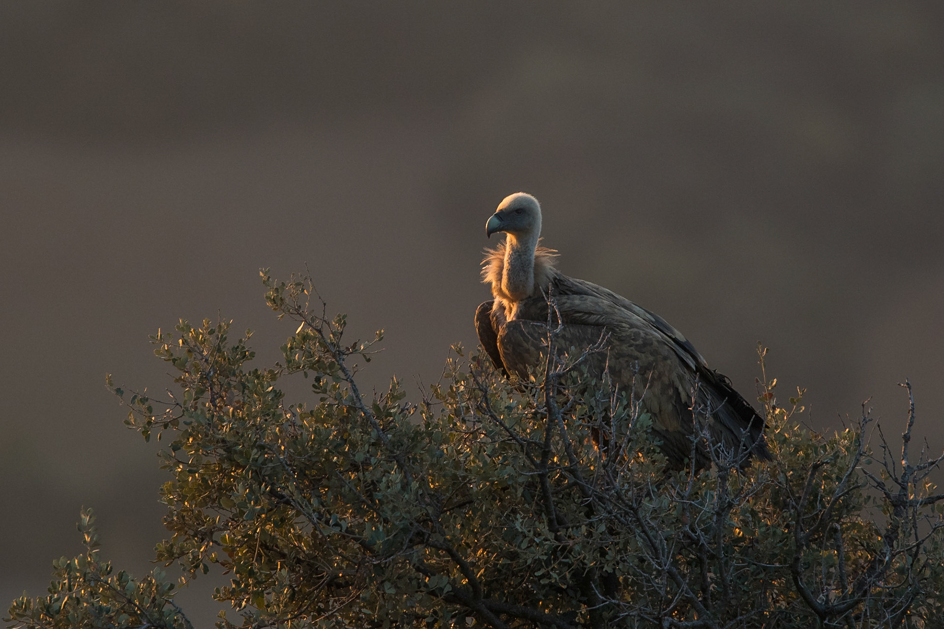 Gåsgam / Eurasian Griffon Vulture, Tremp Spanien 2017