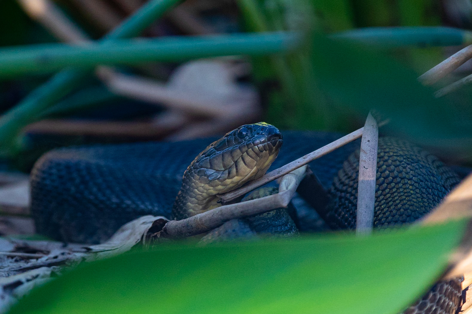 IDcheck Florida Green Watersnake / Florida Green Watersnake , Wakadahatchee Wetland, Florida USA 2019