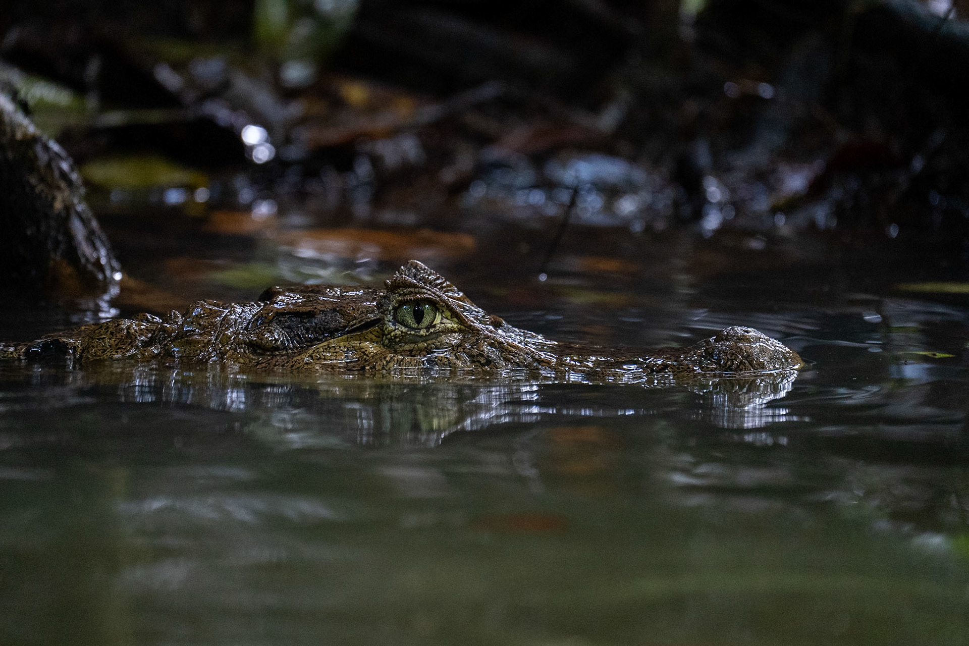 Common Caiman / Glasögonkajman, Tortuguero, Costa Rica 2024