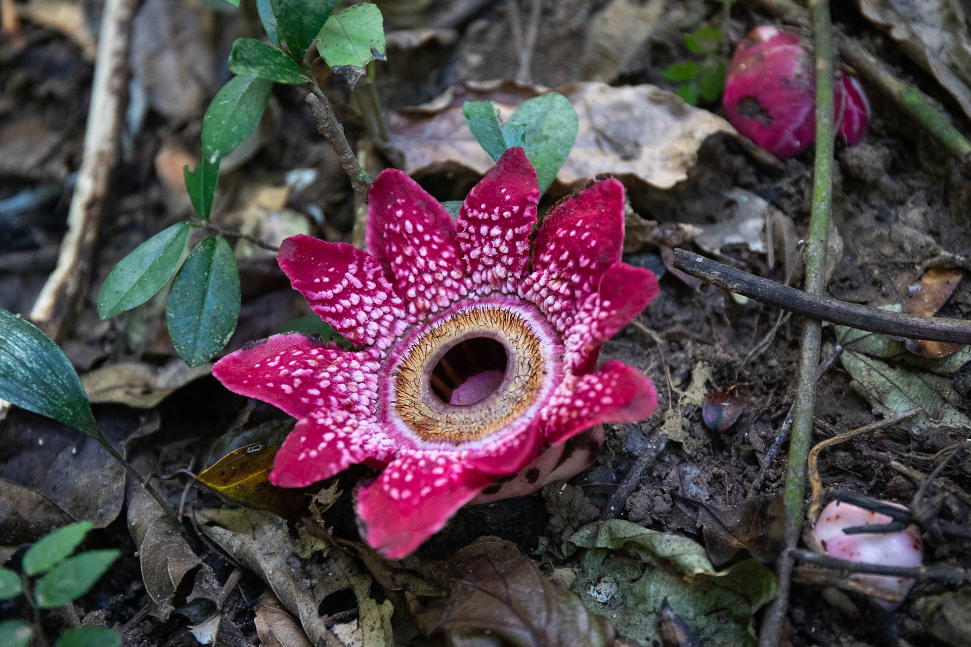 Sapria Ram, Kaeng Krachan, Thailand 2018
