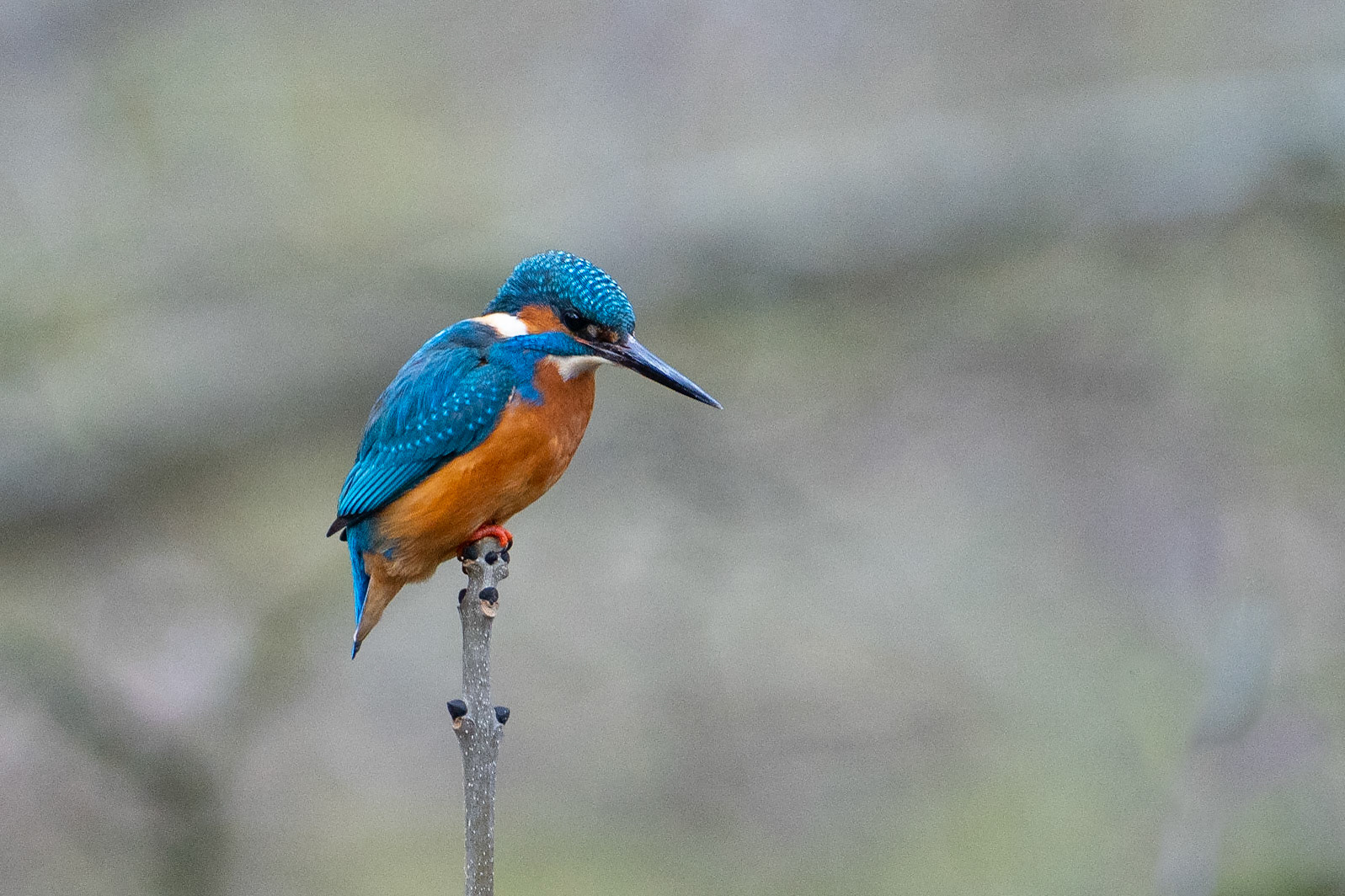 Kungsfiskare / Common Kingfisher, Jordbodalen 2023