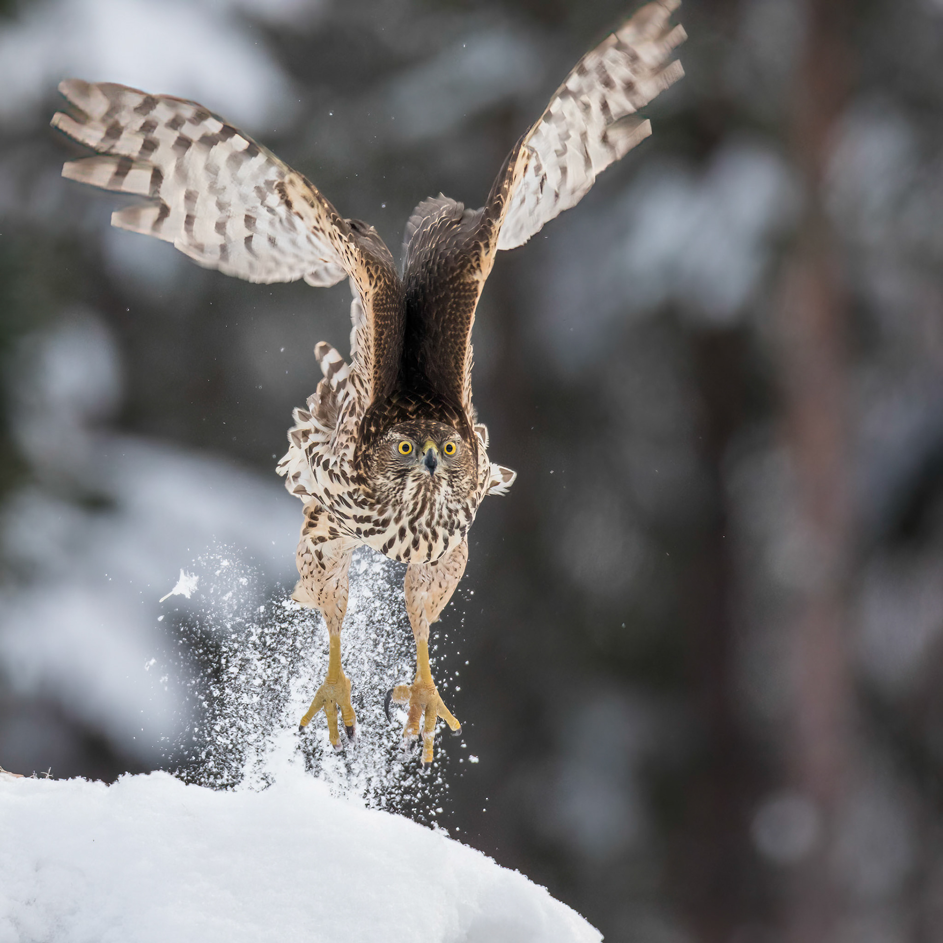 Duvhök / Northern Goshawk, Västmanland 2018
