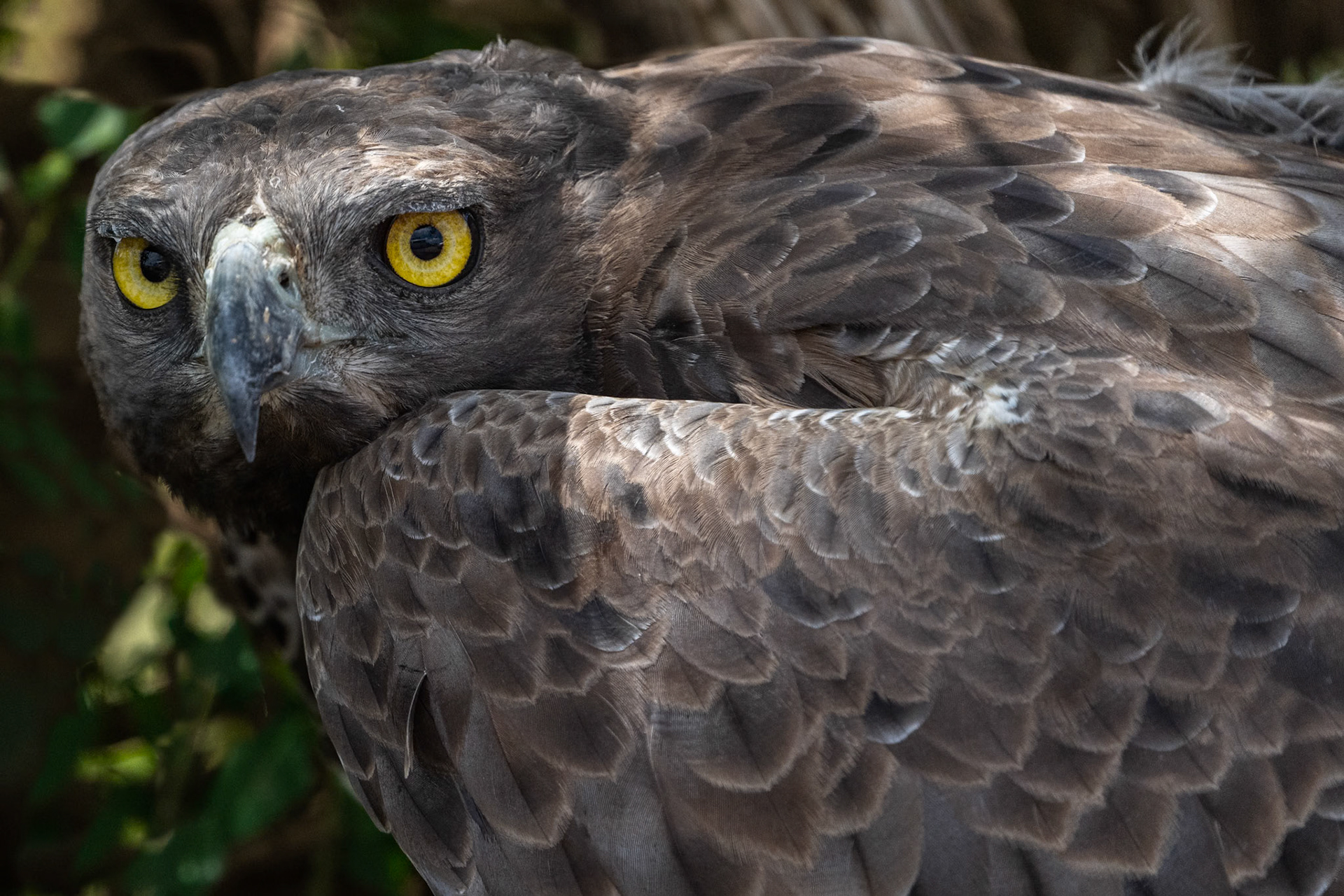 Stridsörn / Martial Eagle, Nairobi National Park Kenya 2022