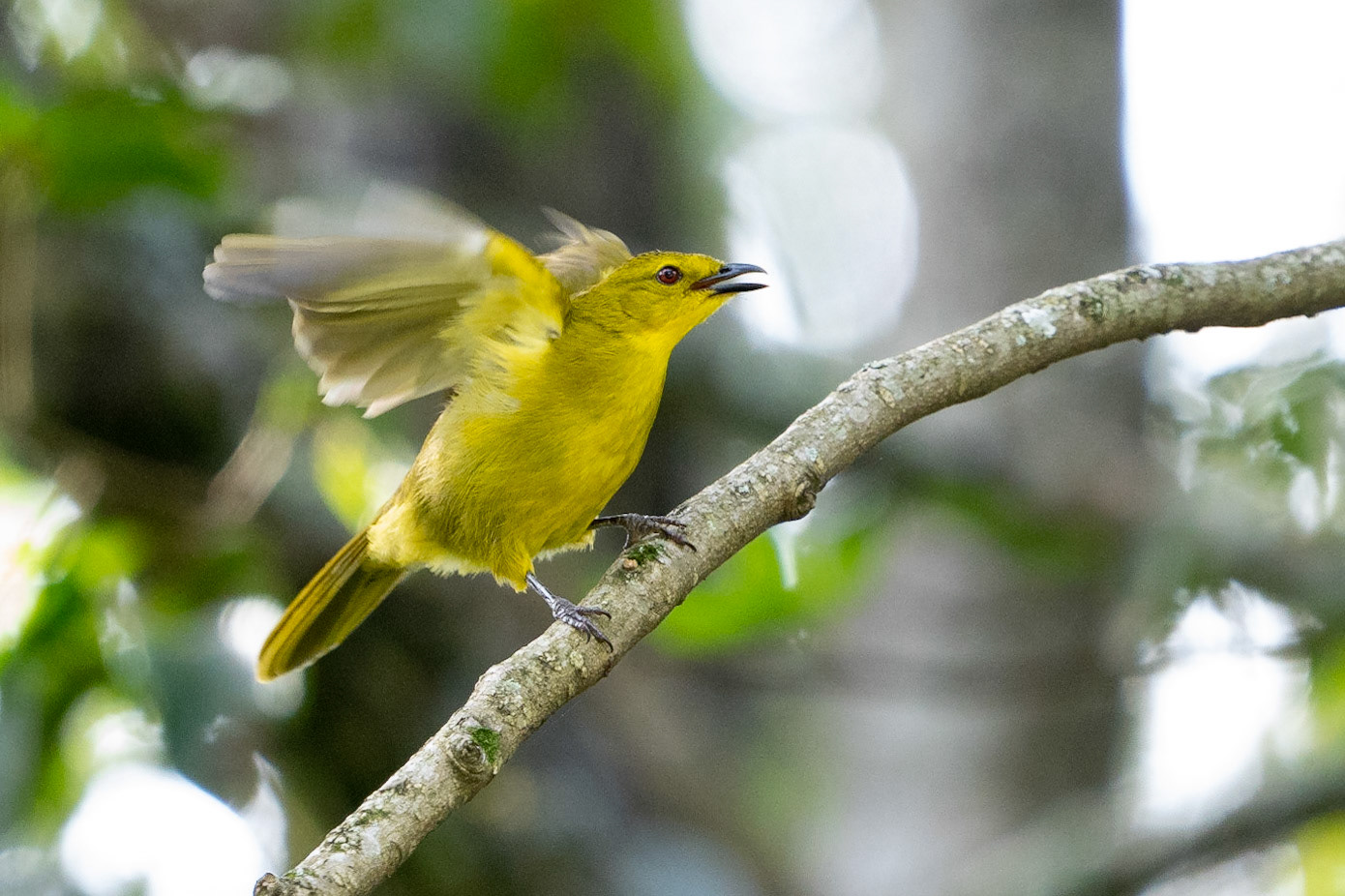 Sånggrönbulbyl / Joyful Greenbul, Kobujoi Forest station Kenya 2022