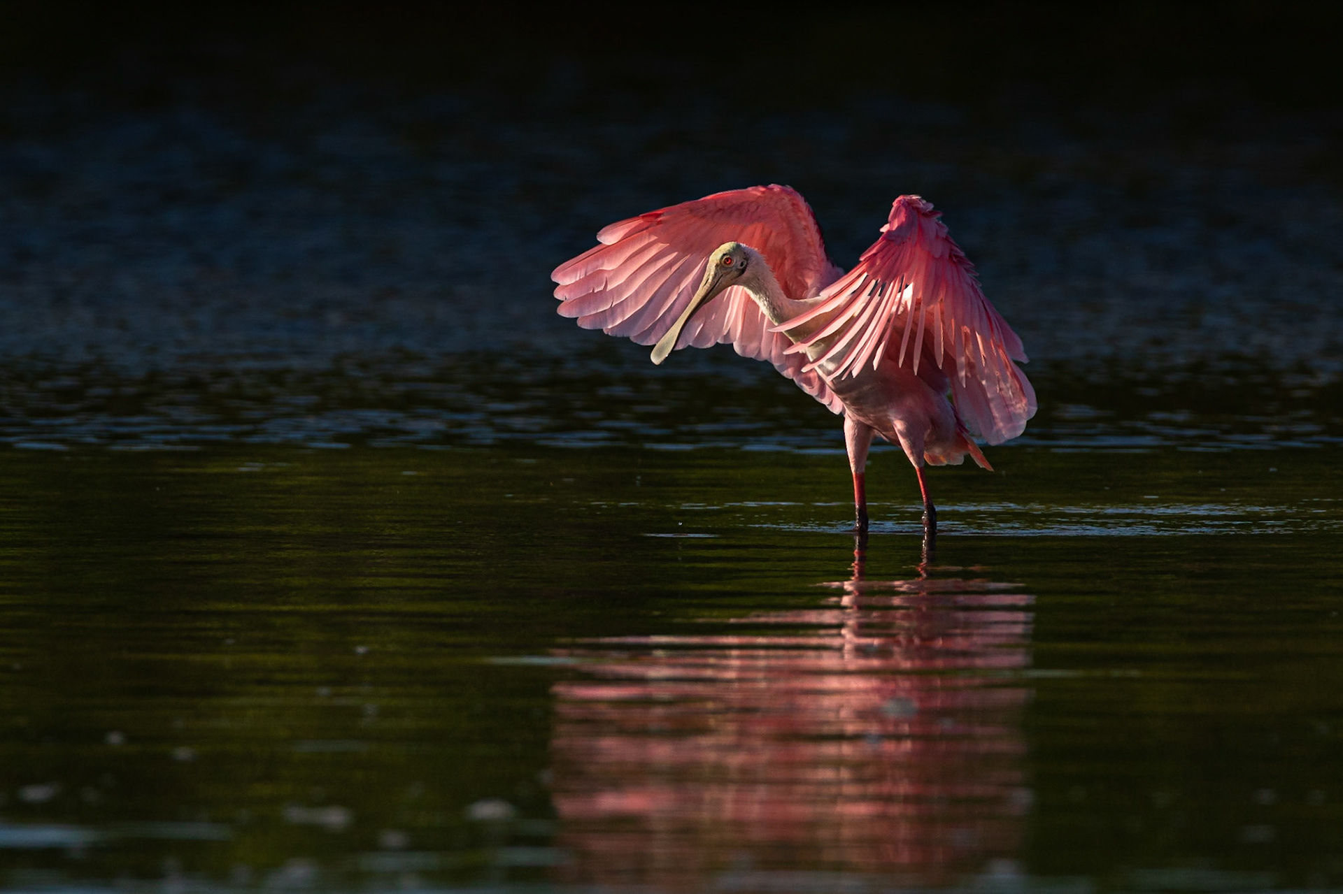 Rosenskedstork / Roseate Spoonbill, Sanibel Island, Florida USA 2019