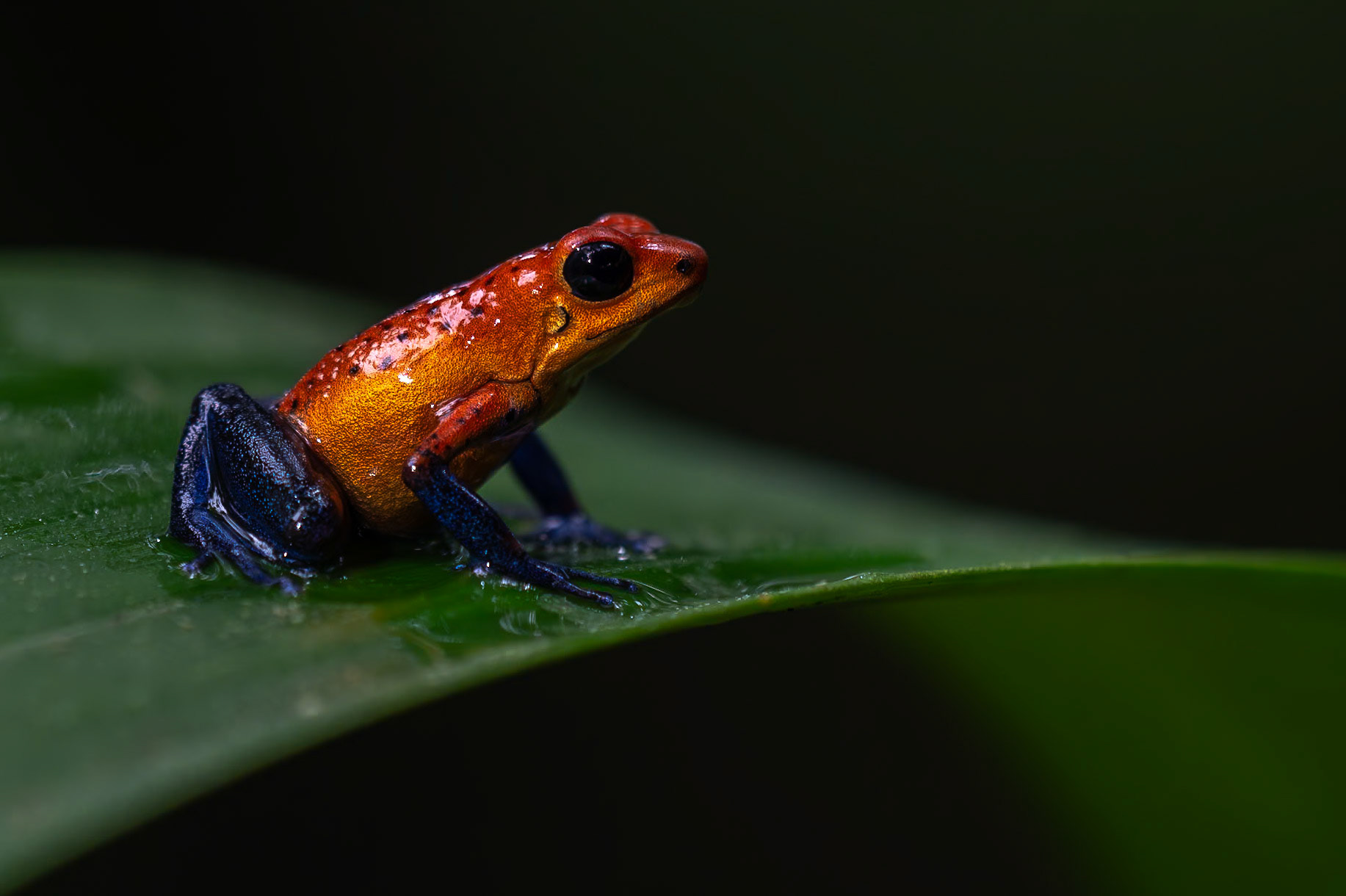Strawberry Poison-dart Frog / Jordgubbsgiftgroda, Frog Heaven, Costa Rica 2024