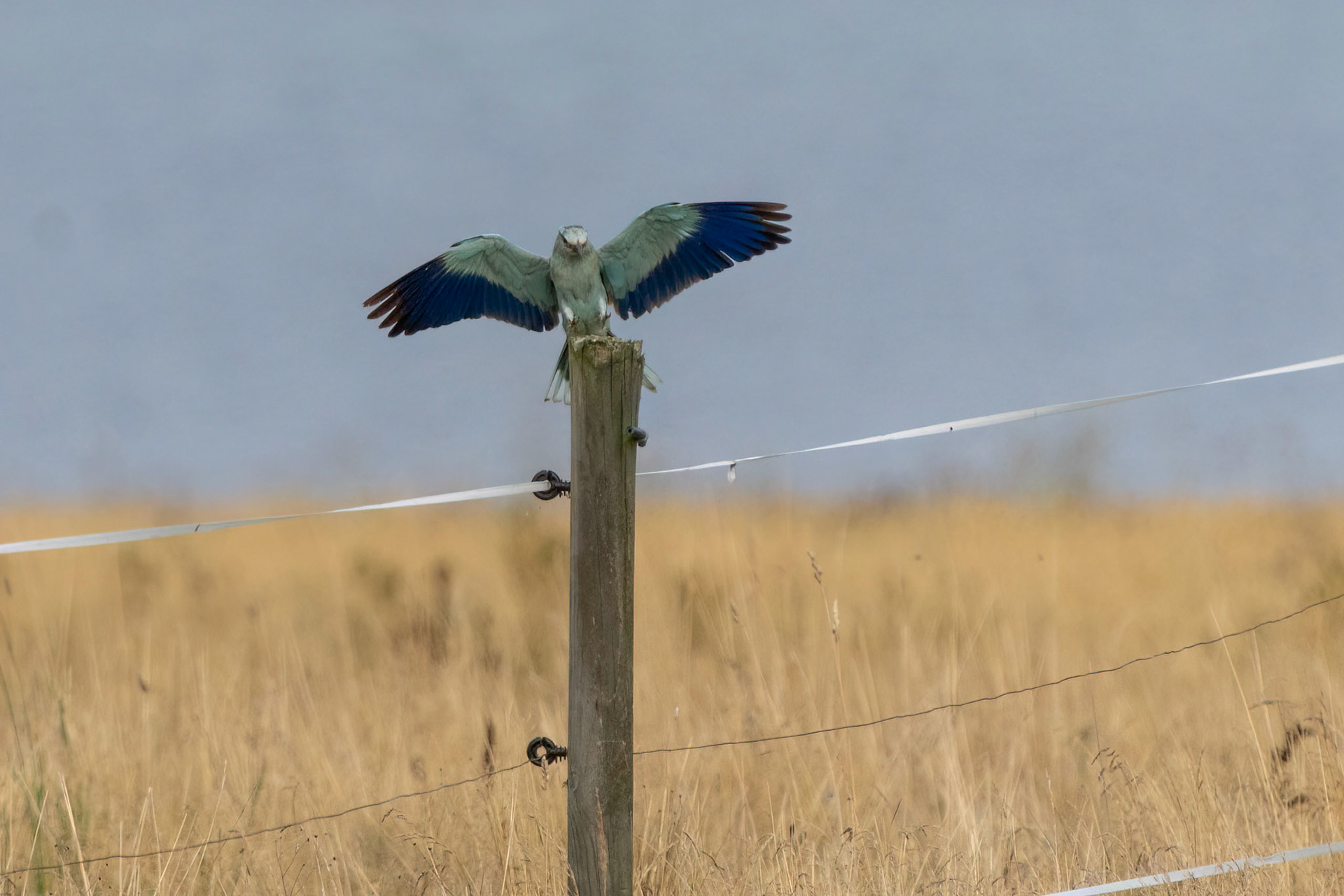 Blåkråka / European Roller, Uddevalla 2022