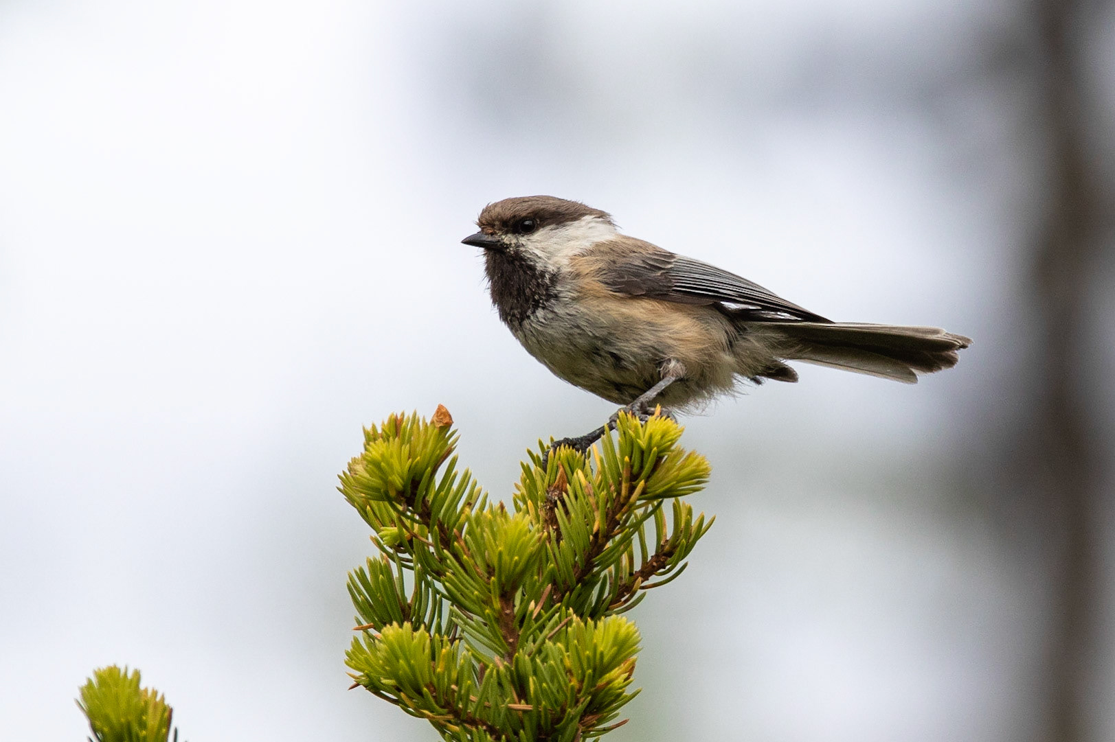 Lappmes / Siberian Tit, Aptasvare naturreservat 2018