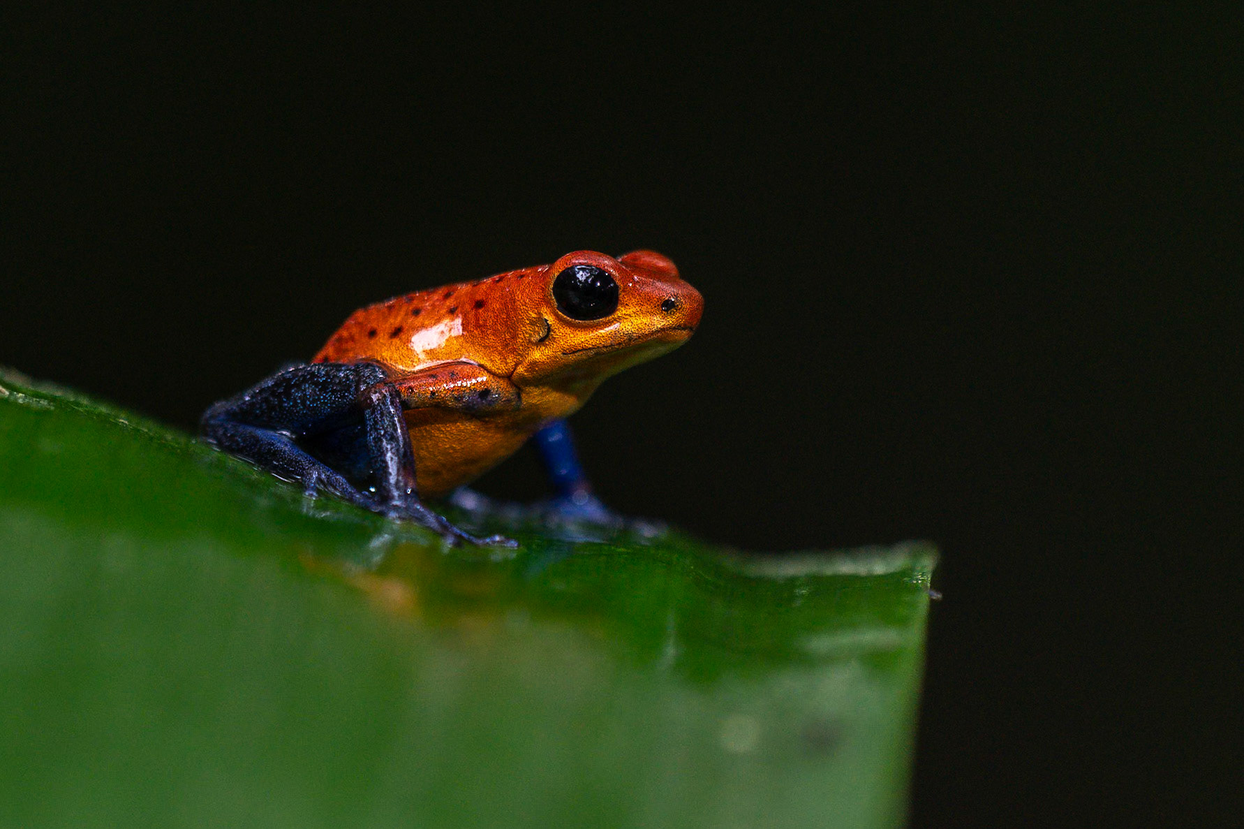 Strawberry Poison-dart Frog / Jordgubbsgiftgroda, Frog Heaven, Costa Rica 2024