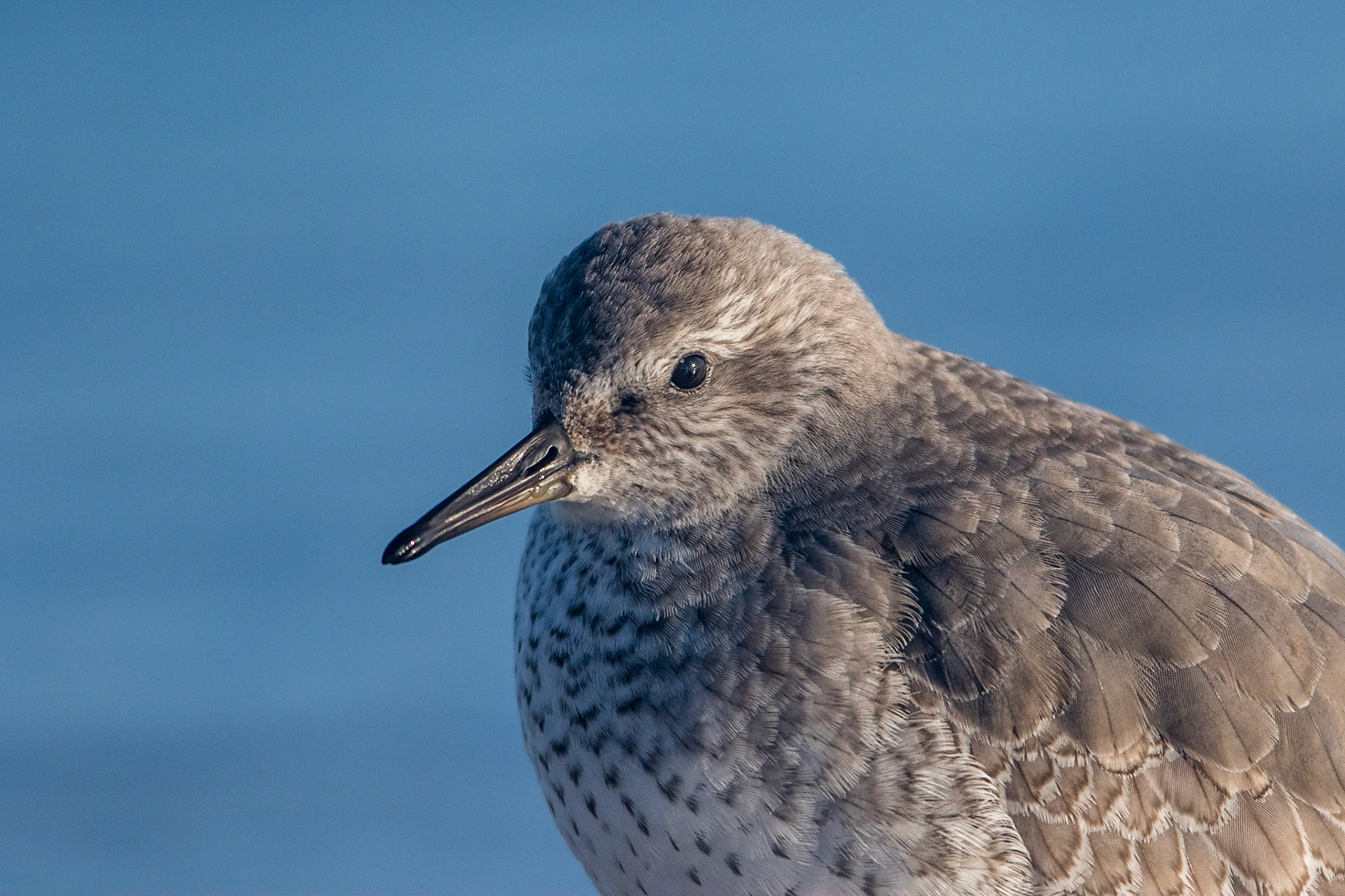 Kustsnäppa / Red Knot, Falsterbo 2015