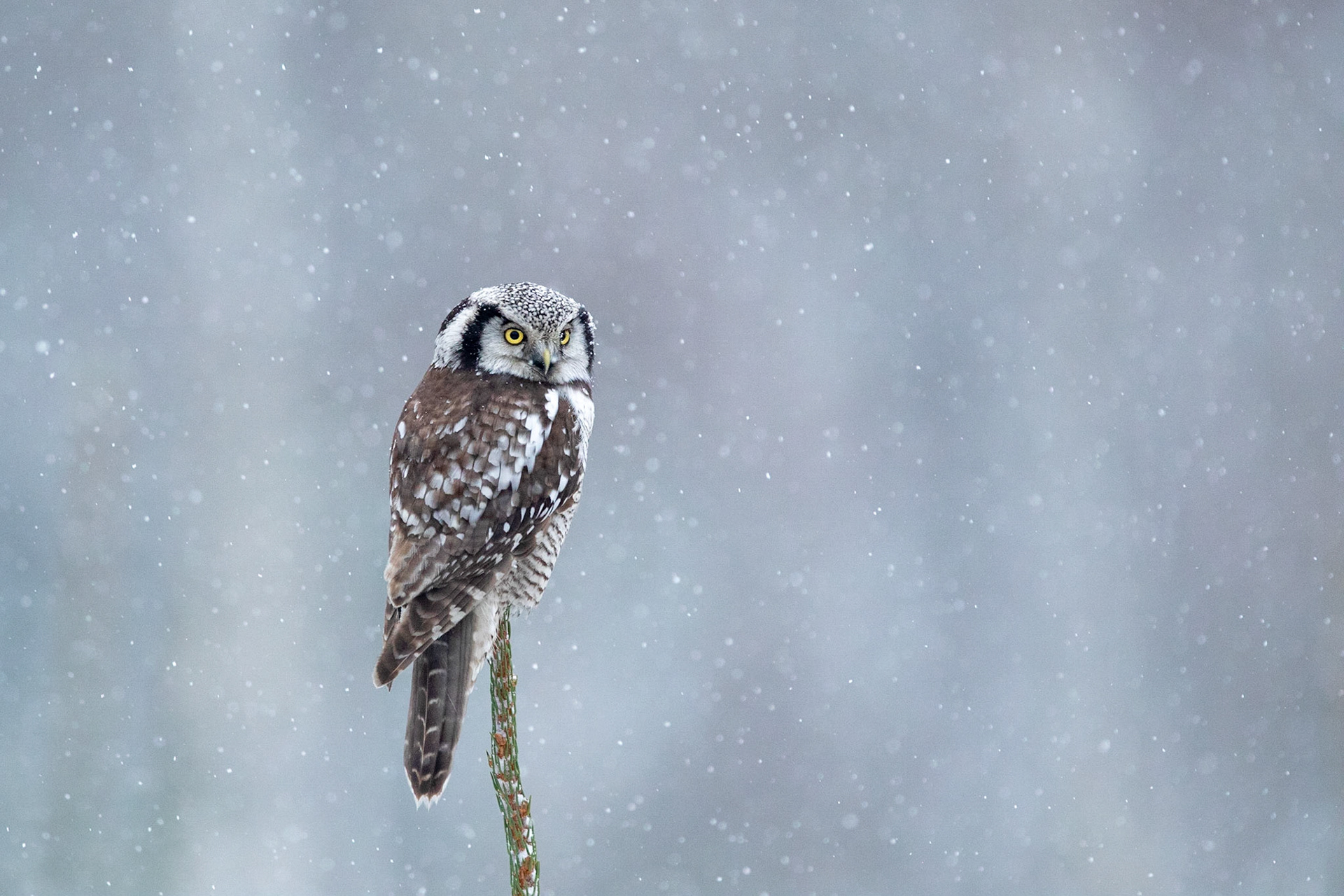 Hökuggla / Northern Hawk Owl, Hallandsåsen 2021