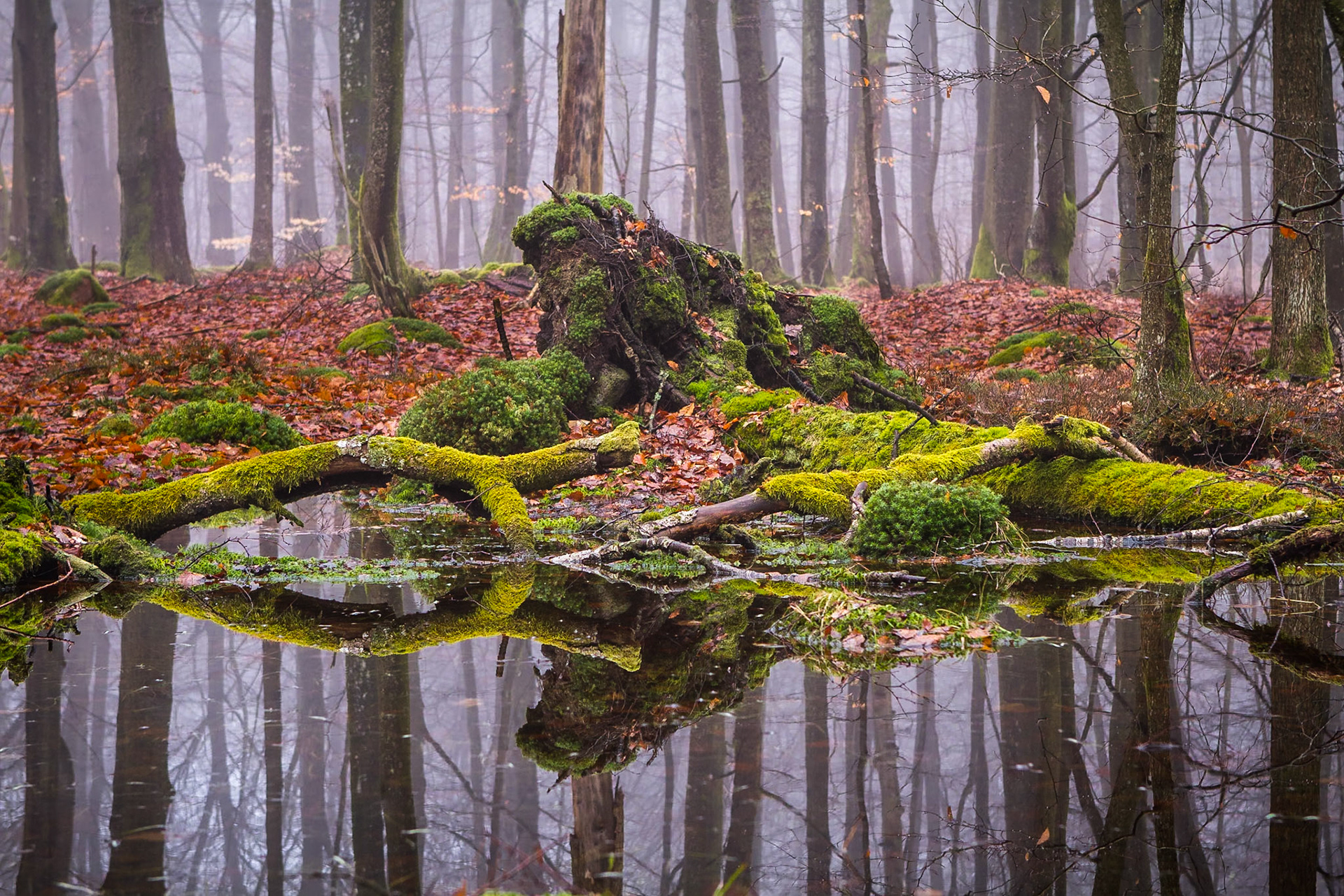 Mossig stubbe / Mossy stump, Nackarpsdalen 2011