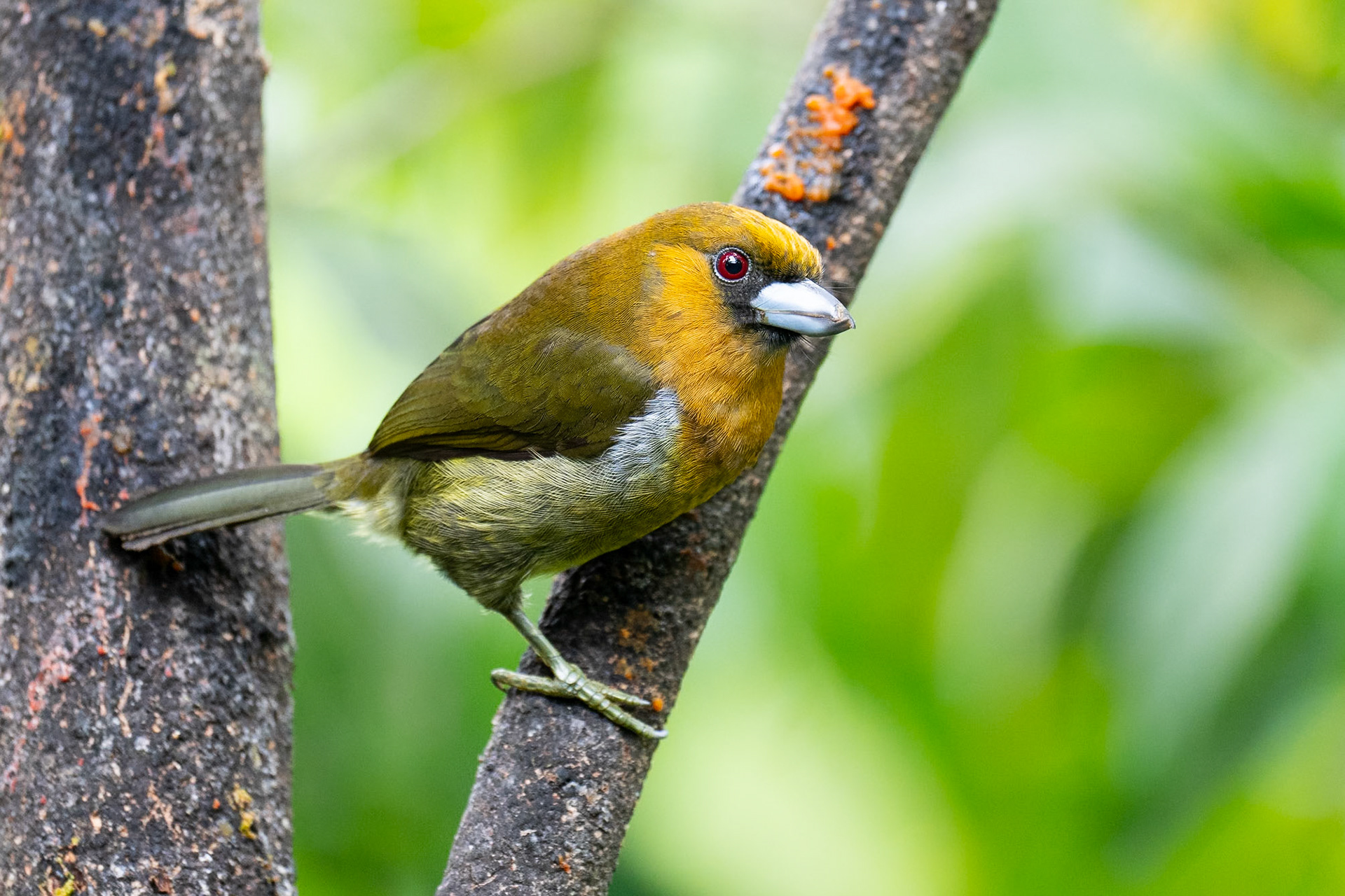 Prong-billed Barbet / Klonäbbad barbett, Cinchona, Costa Rica 2024