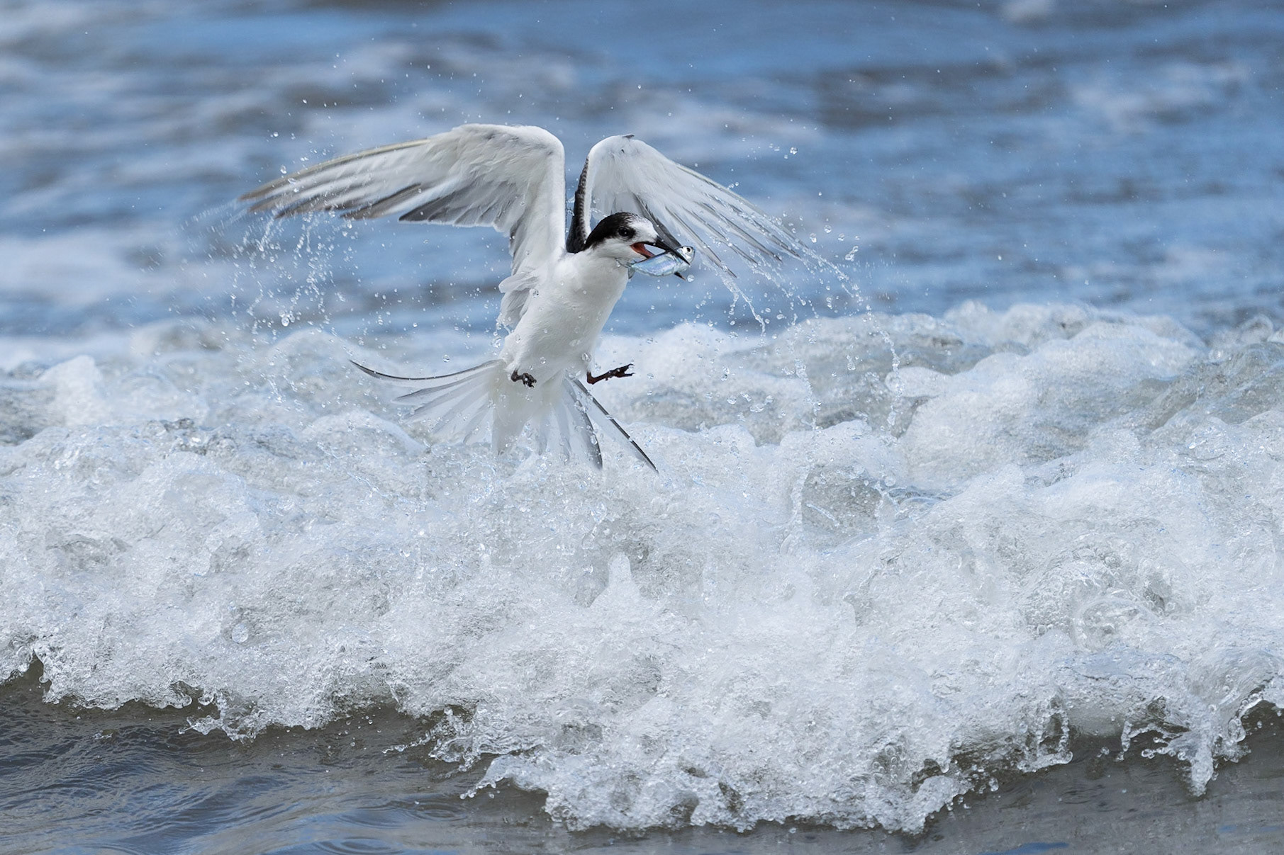 Fisktärna / Common Tern, Beau Vallon, Mahé Seychelles 2023