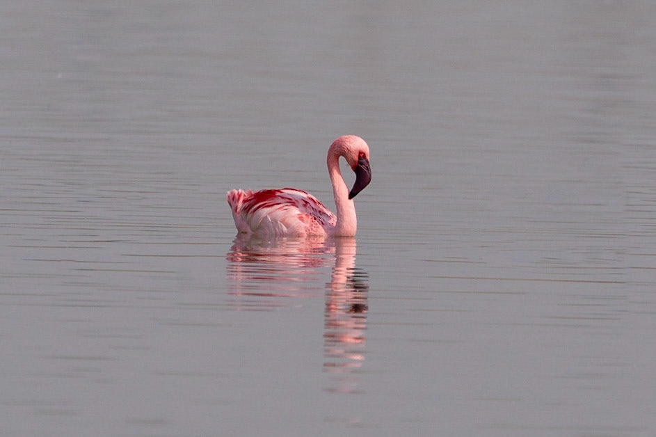 Mindre flamingo / Lesser Flamingo, El Hondo, Spanien 2022