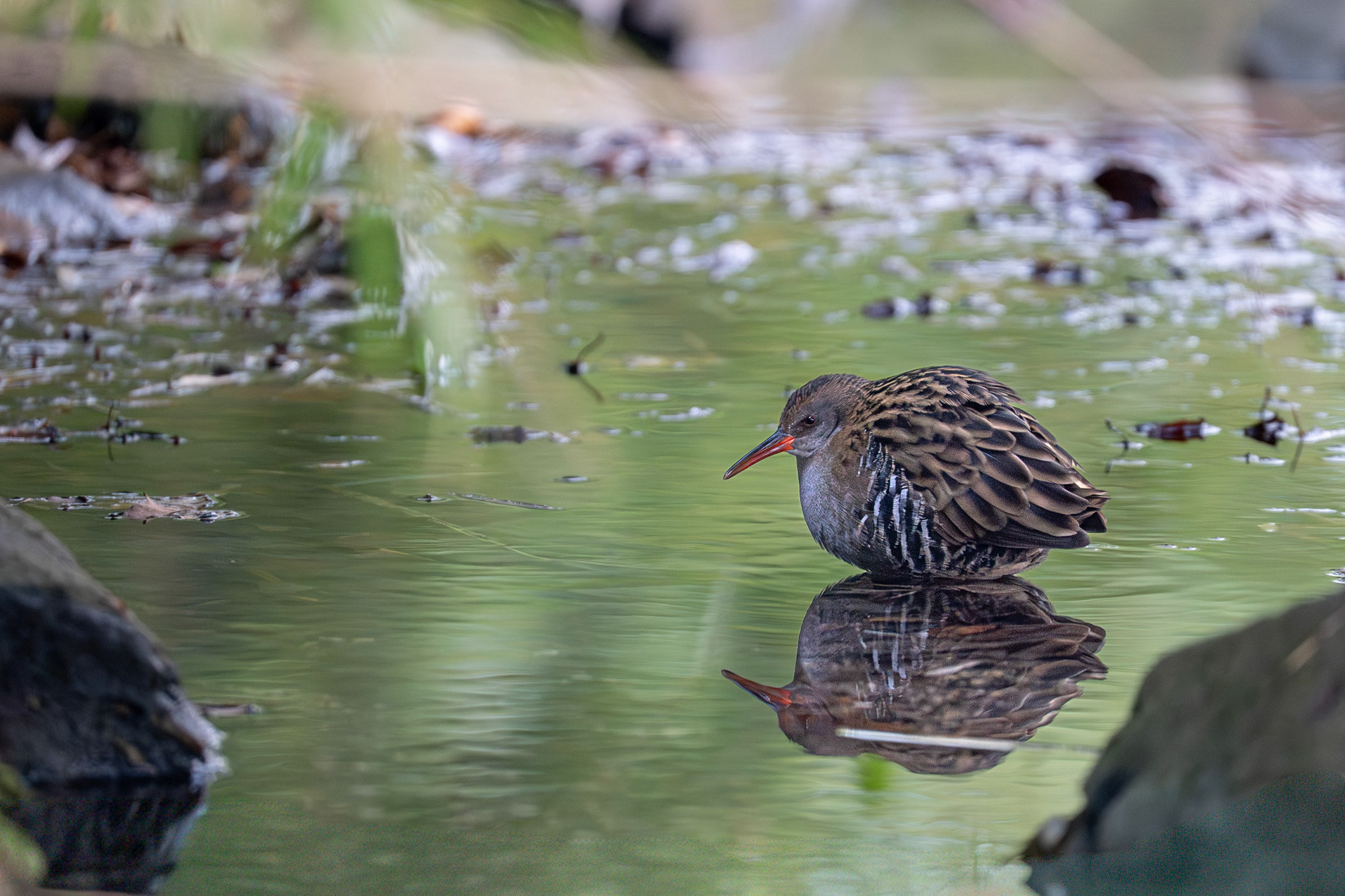 Vattenrall / Water Rail, Slottsparken Malmö 2026