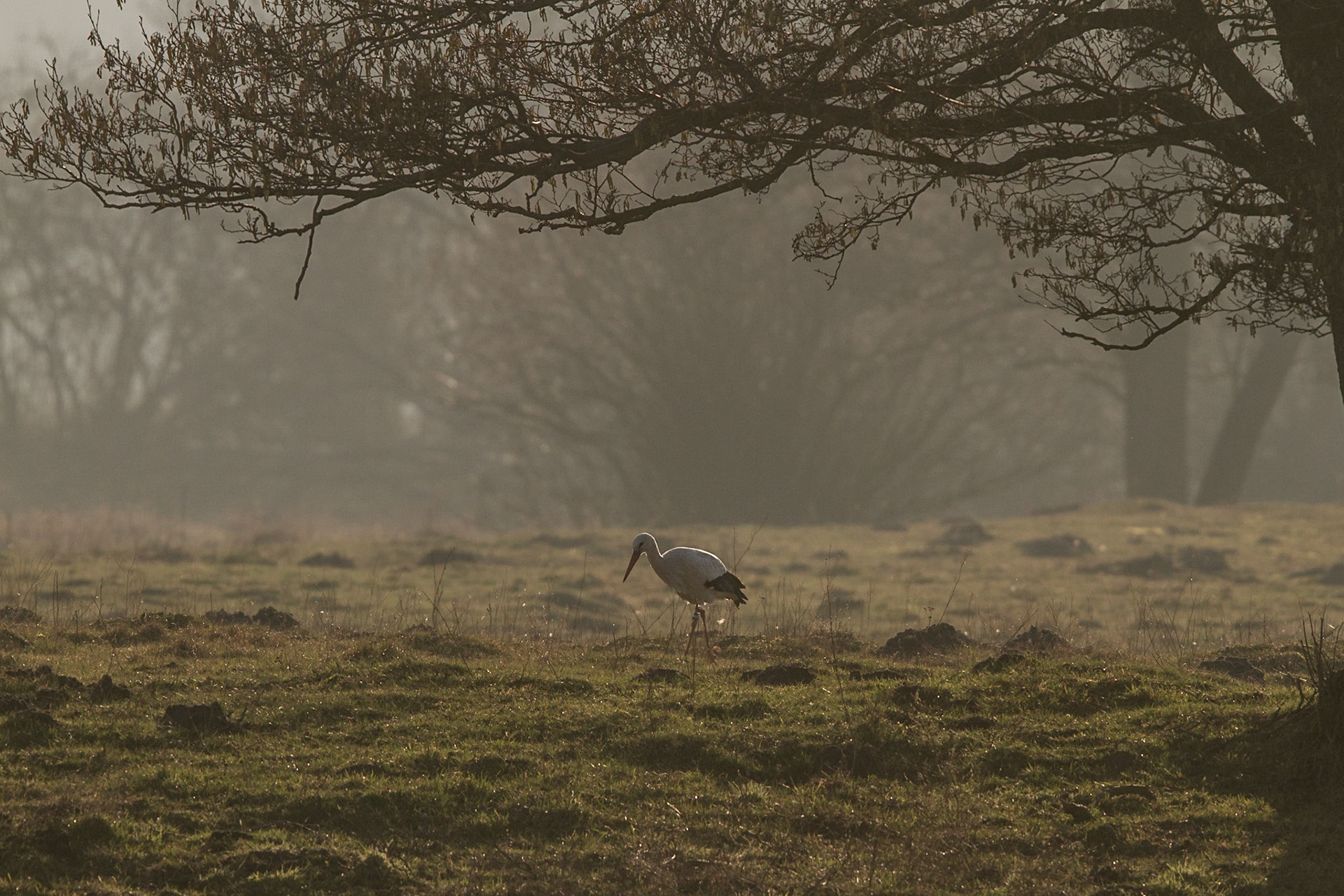 Vit stork / White Stork, Vombs ängar 2014