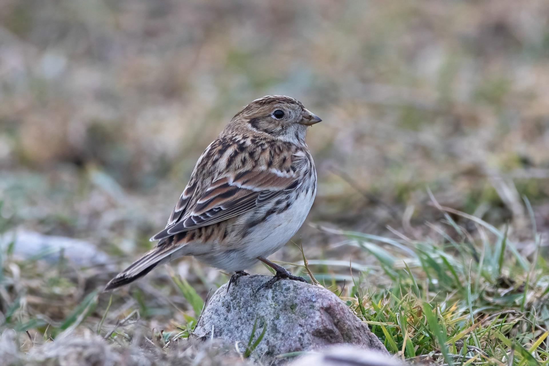 Lappsparv / Lapland Longspur, Vejbystrand 2019