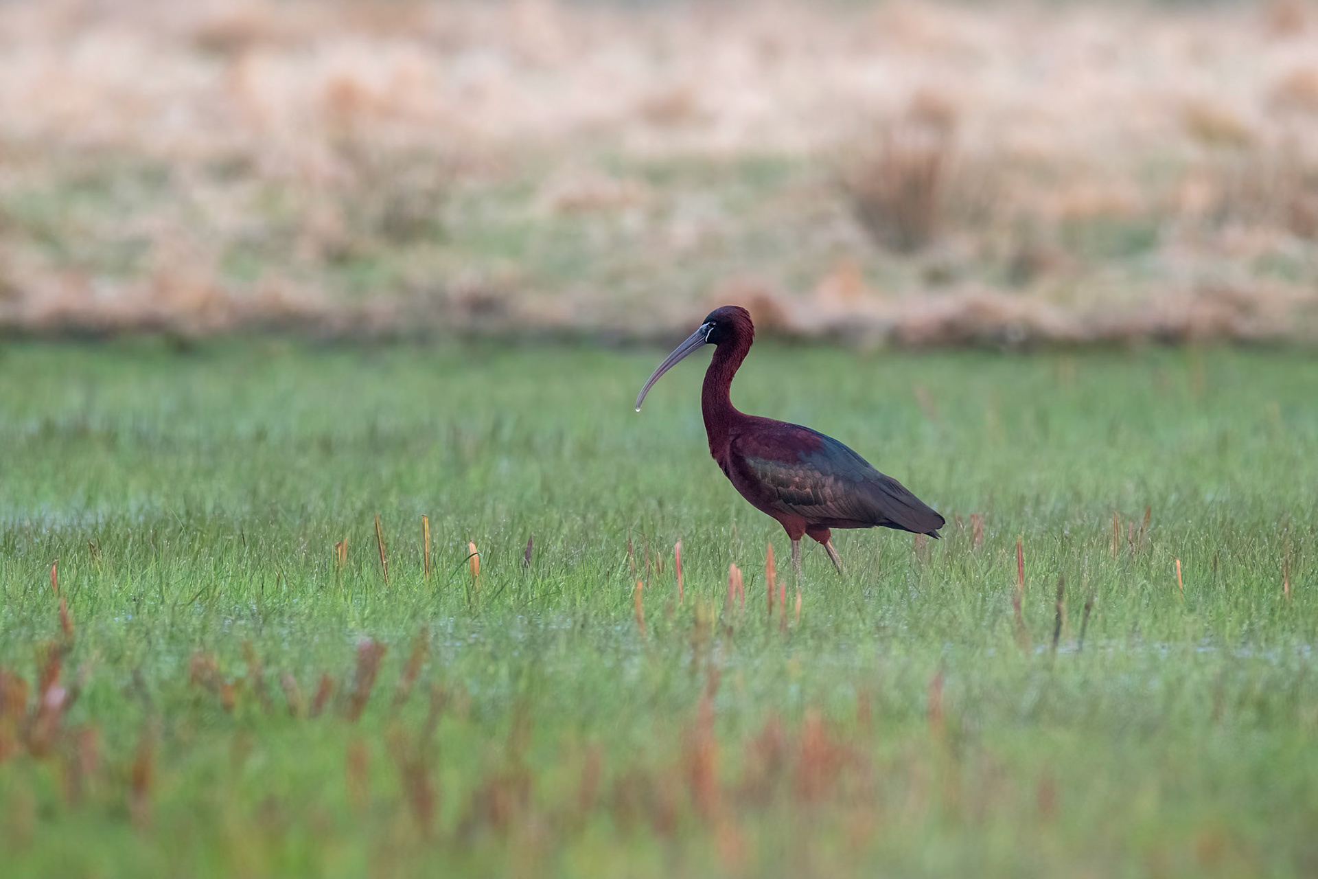 Bronsibis / Glossy Ibis, Skanör 2018