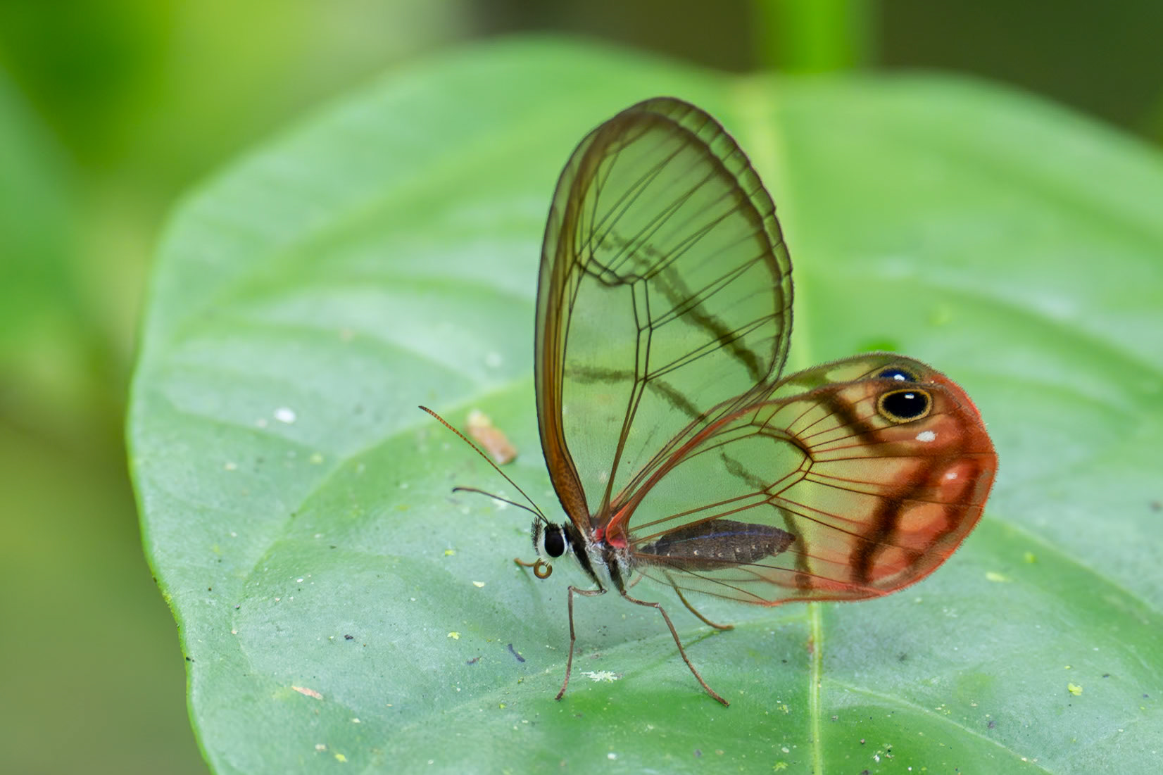 Blushing Phantom, Flores, Costa Rica 2024