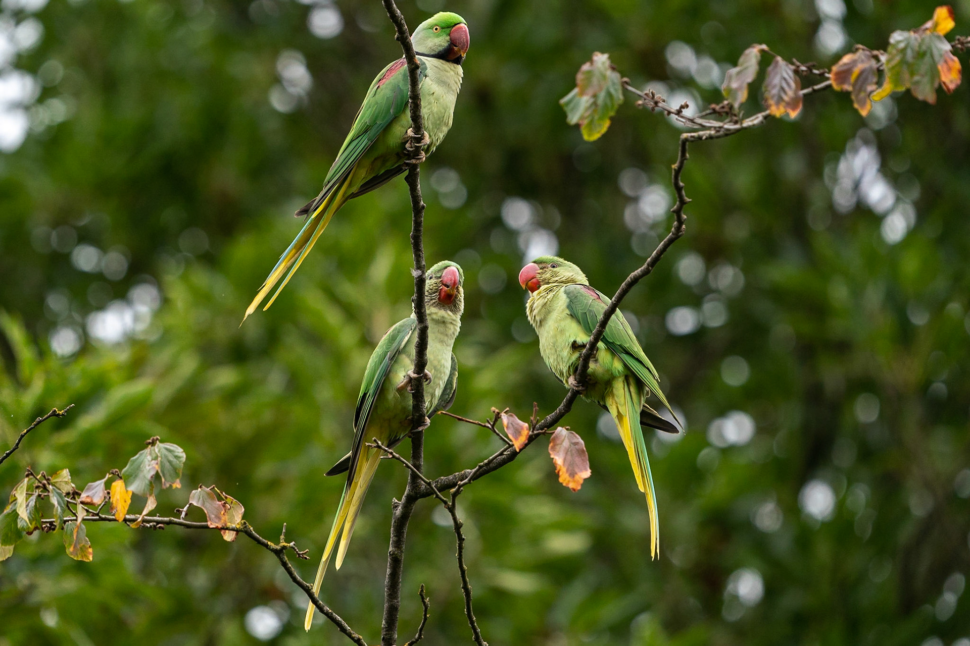 Alexanderparakit / Alexandrine Parakeet, Vondelpark Amsterdam 2022