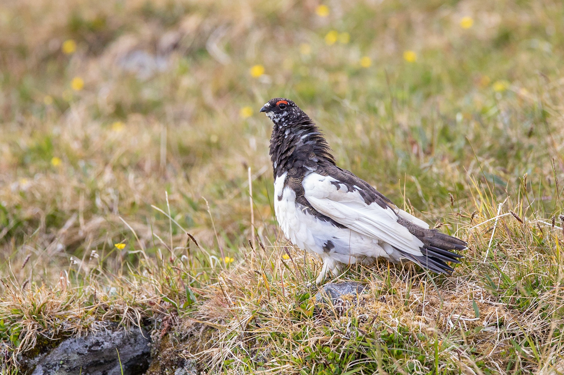 Fjällripa / Rock Ptarmigan, Slåttajåkka Abisko 2018