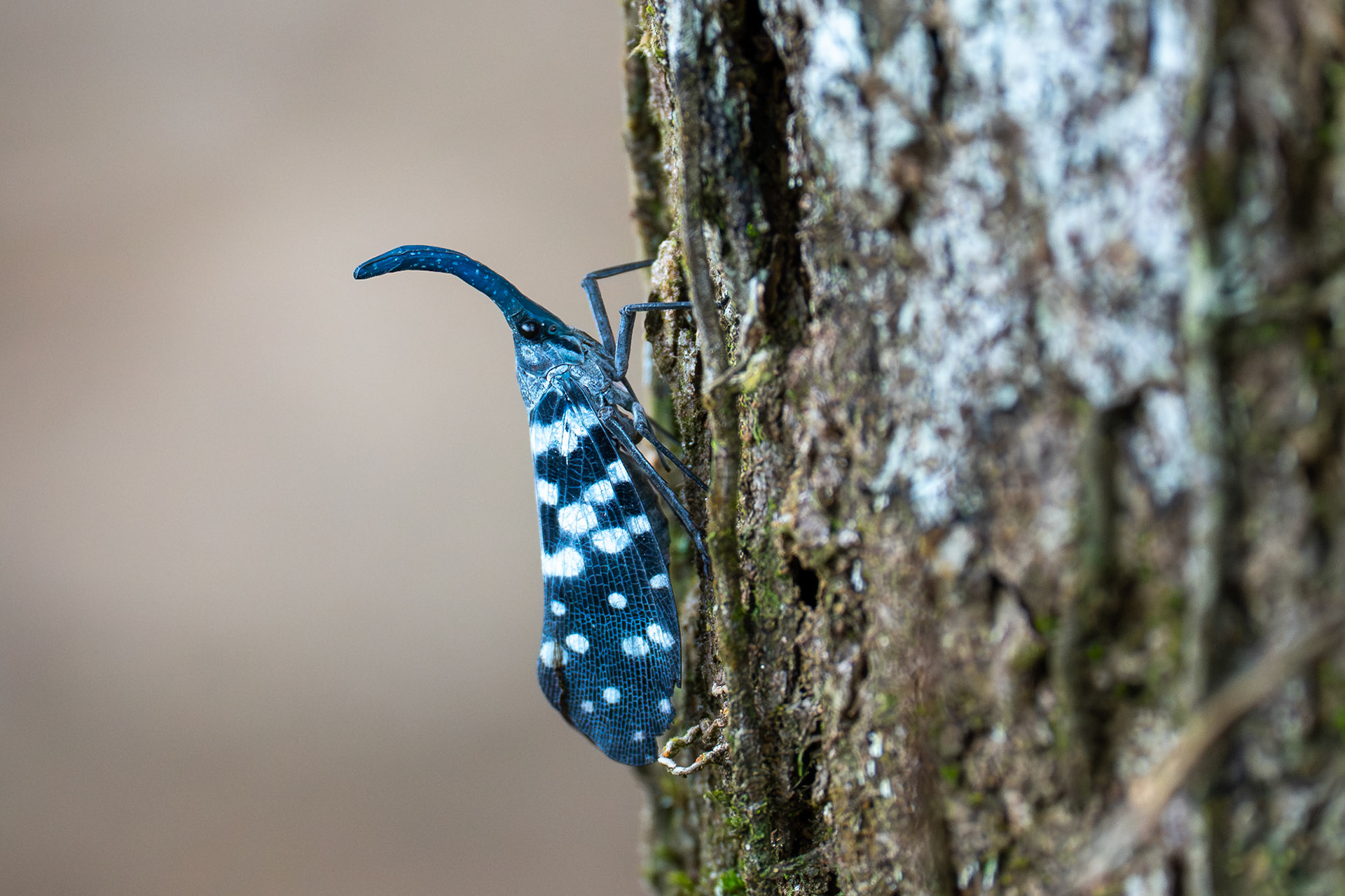 Pyrops maculatus, Kitulgala, Sri Lanka 2025