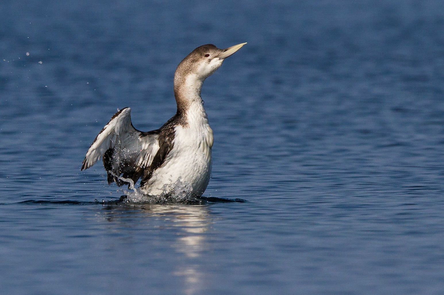 Vitnäbbad islom / Yellow-billed Diver, Strandbaden 2014