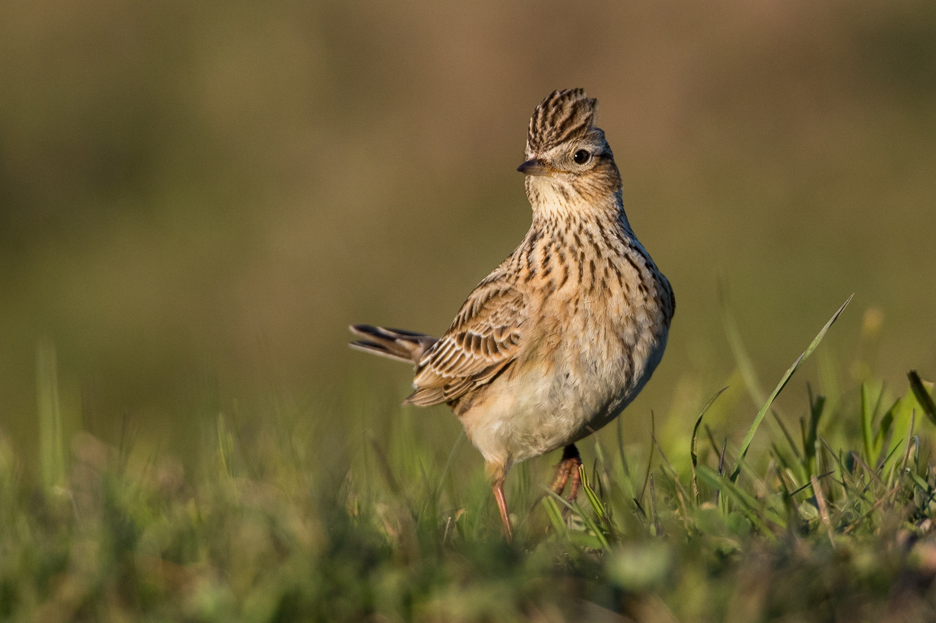 Sånglärka / Eurasian Skylark, Vombs ängar 2017