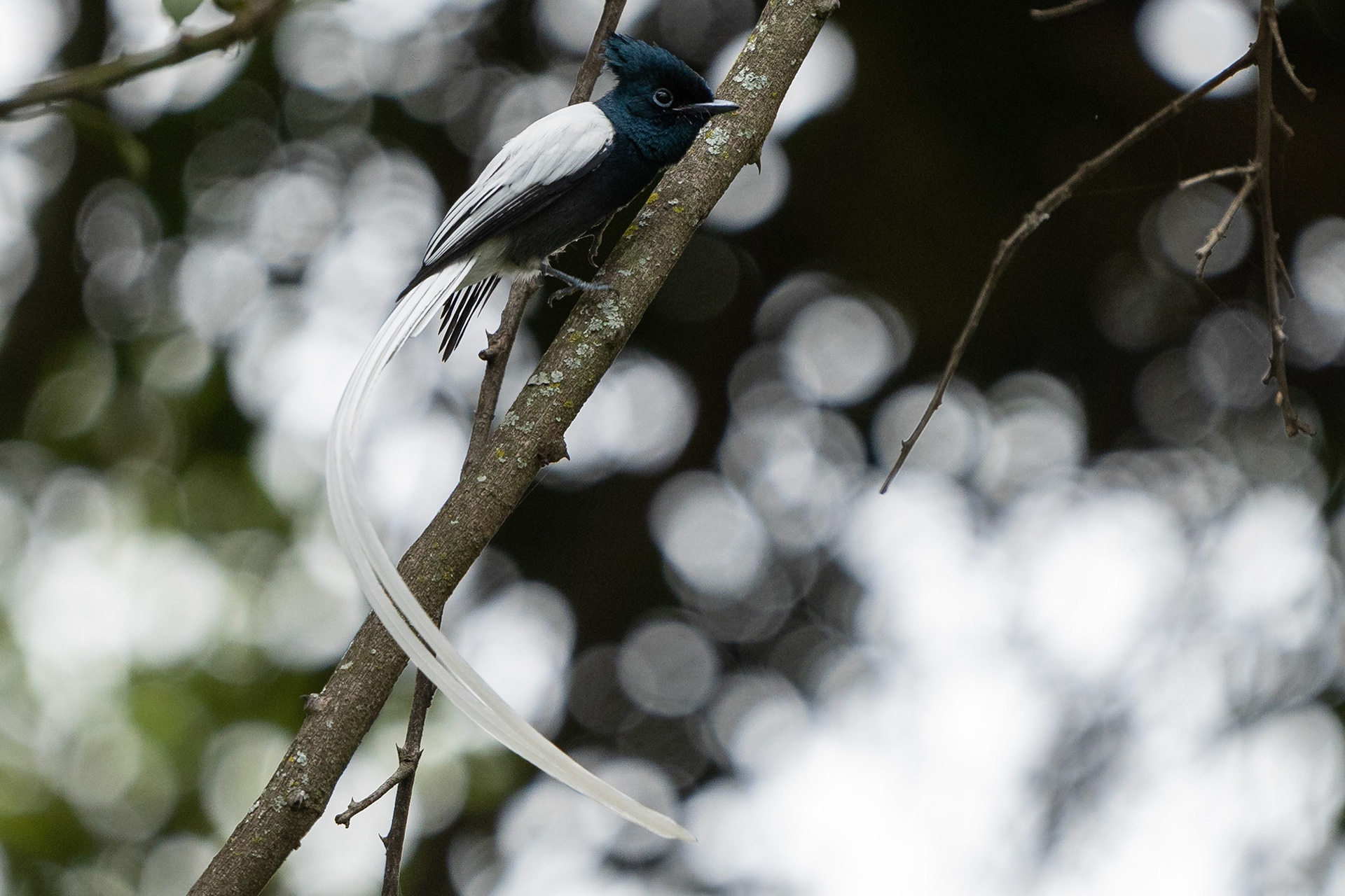 Afrikansk paradismonark / African Paradise Flycatcher (white morph), Lake Nakuru Kenya 2022
