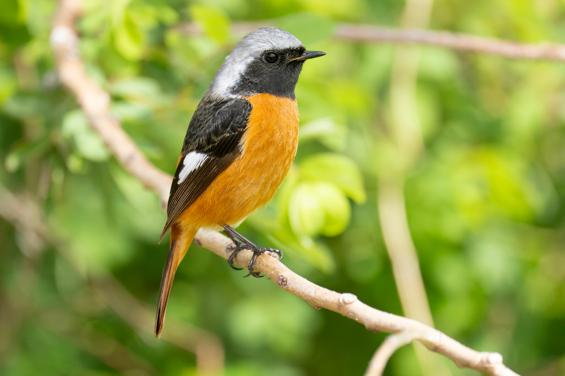 Svartryggig rödstjärt / Daurian Redstart, Shimoezu Park Kumamoto, Japan 2025