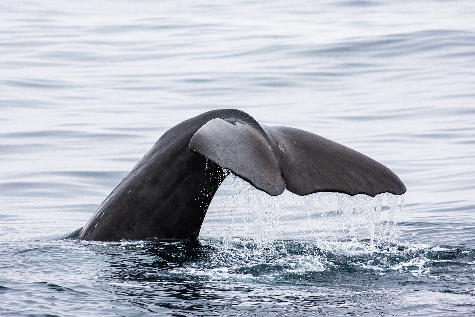 Kaskelot / Sperm Whale, Andenes Norway 2008