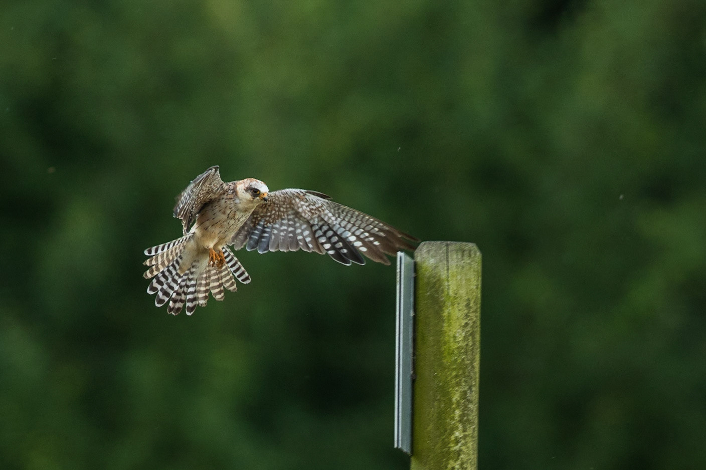 Aftonfalk / Red-footed Falcon, Krankesjön 2017