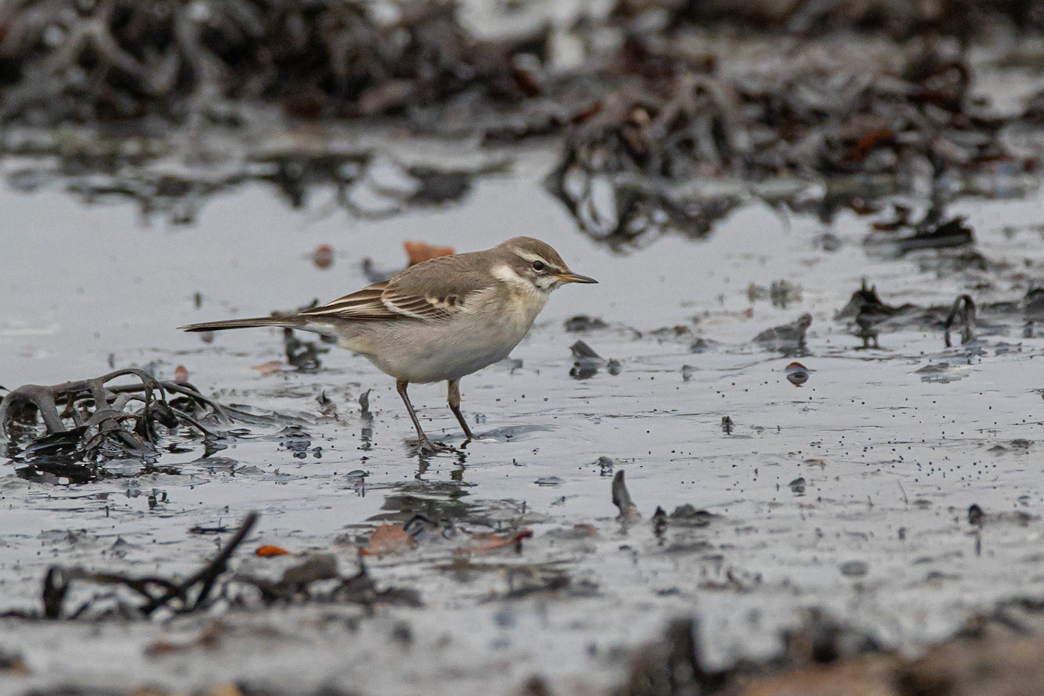 Östlig gulärla / Eastern Yellow Wagtail, Haverdal 2019