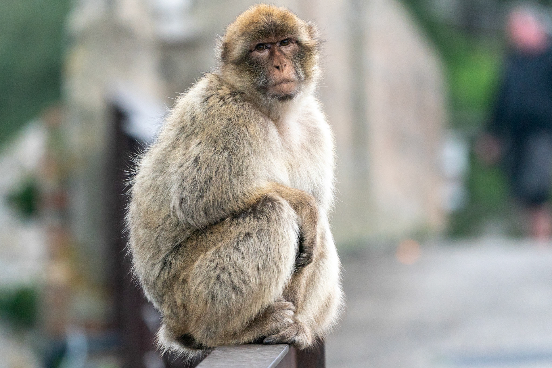 Berbermakak / Barbary Macaque, Gibraltar 2022