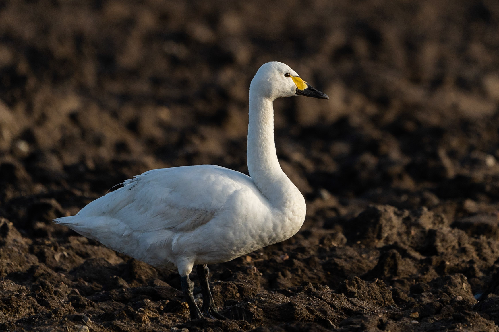Mindre sångsvan / Tundra Swan, Norra Håslöv 2023