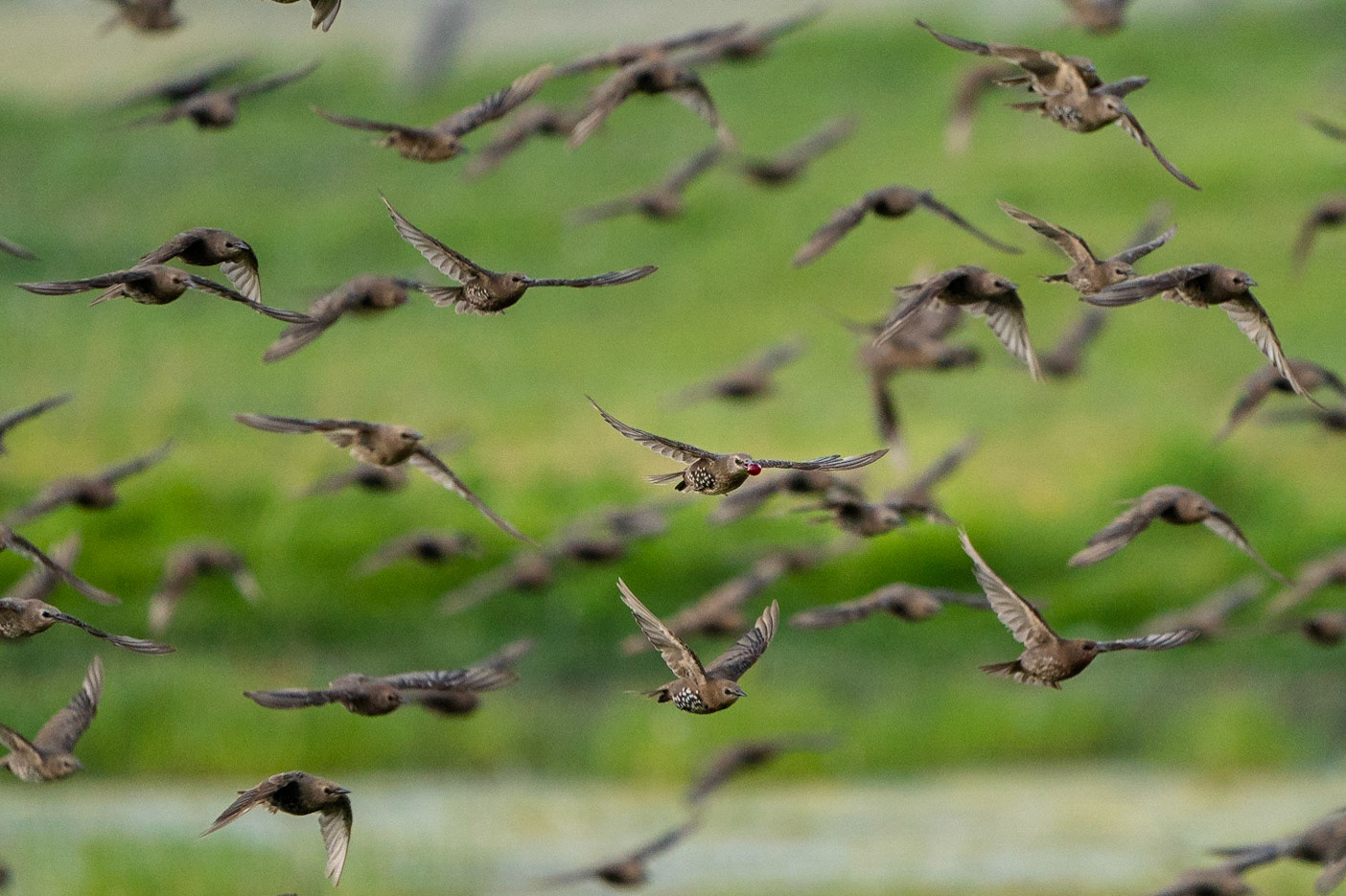 Stare / Common Starling, Stångbydammen 2021