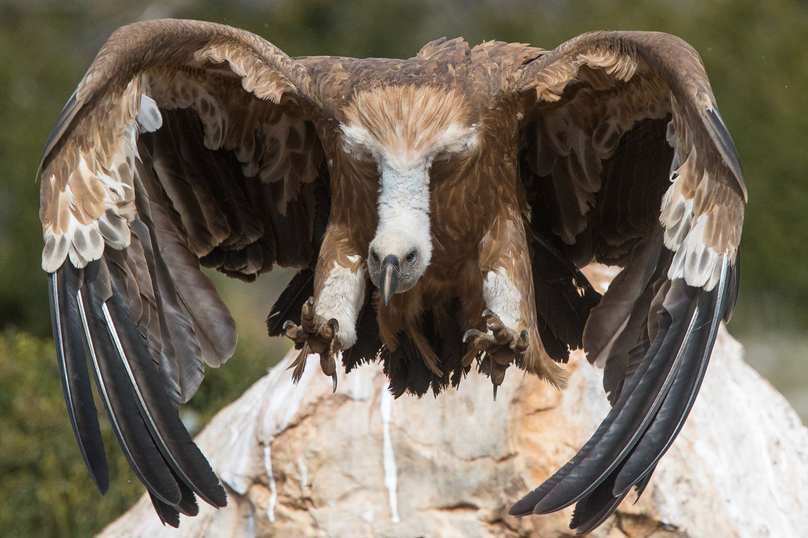 Gåsgam / Eurasian Griffon Vulture, Boumort Spanien 2017