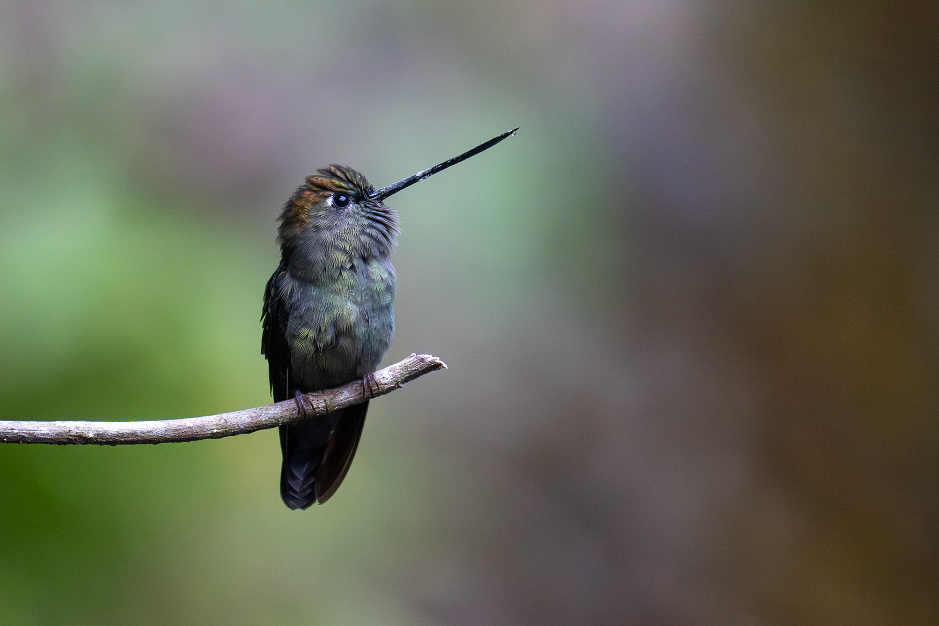 Green-fronted Lancebill / Grönpannad lansnäbb, Hotel Quelitales, Costa Rica 2024