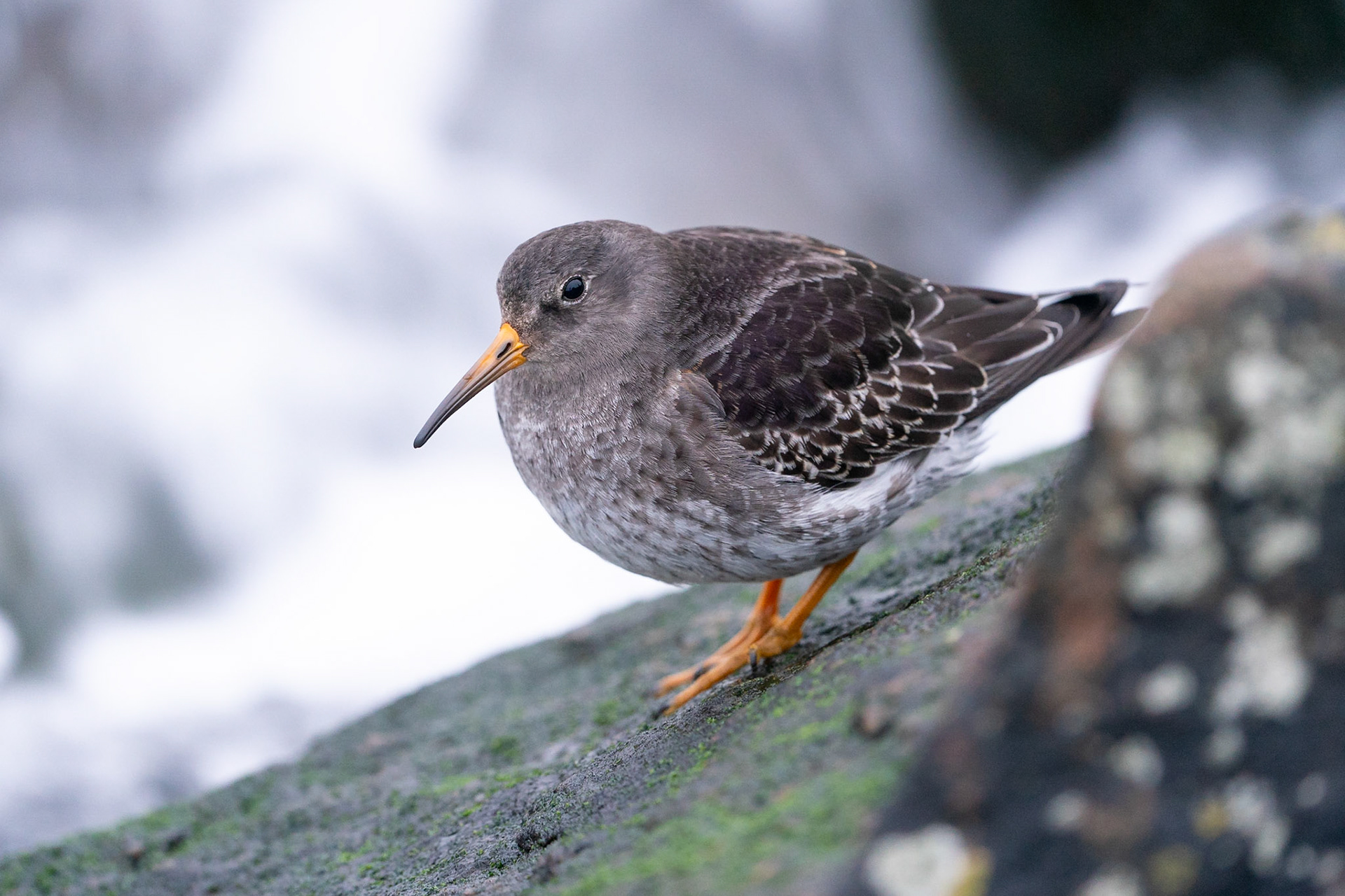 Skärsnäppa / Purple Sandpiper, Ören Strandbaden 2022