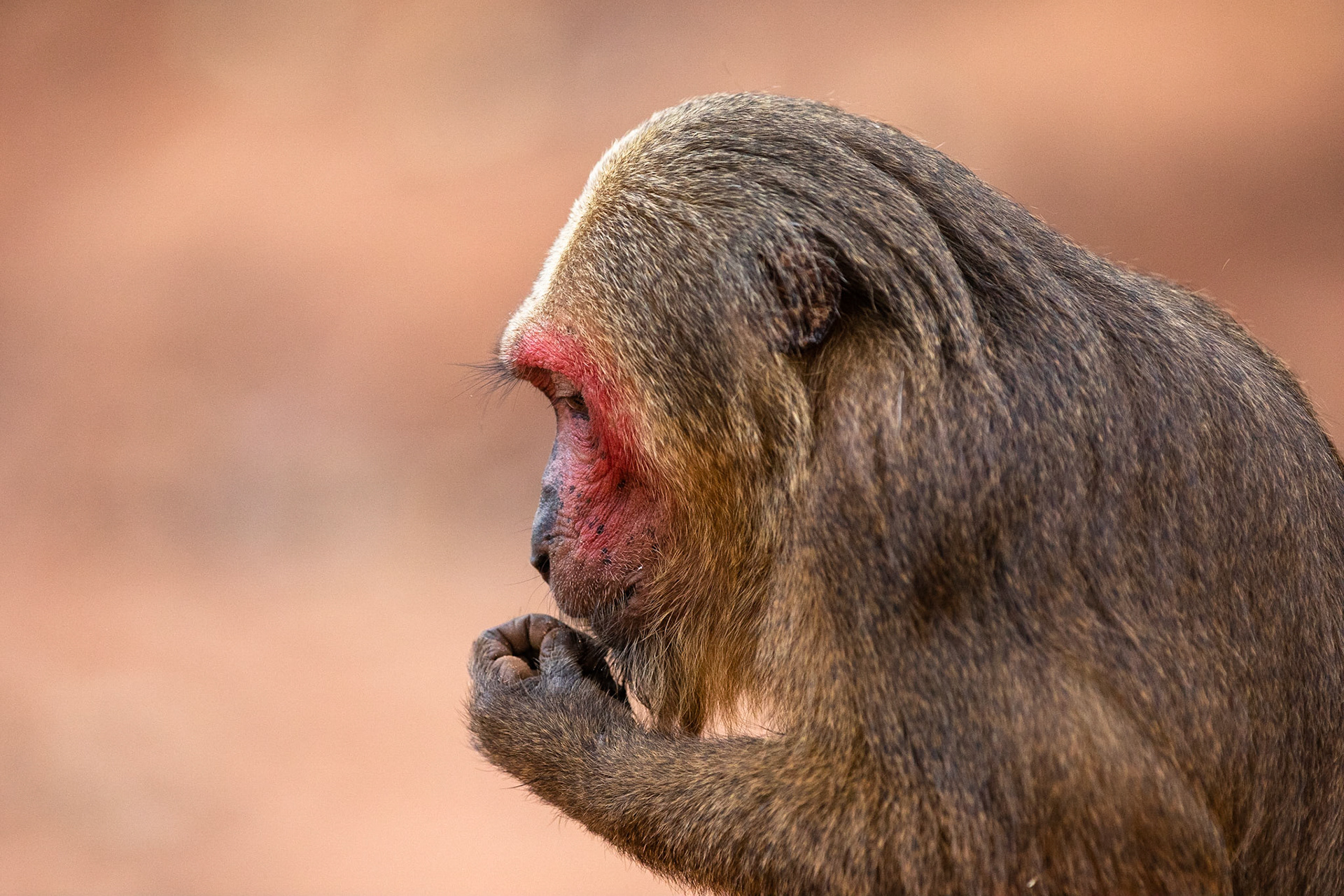 Björnmakak / Stump-tailed Macaque, Kaeng Krachan, Thailand 2018