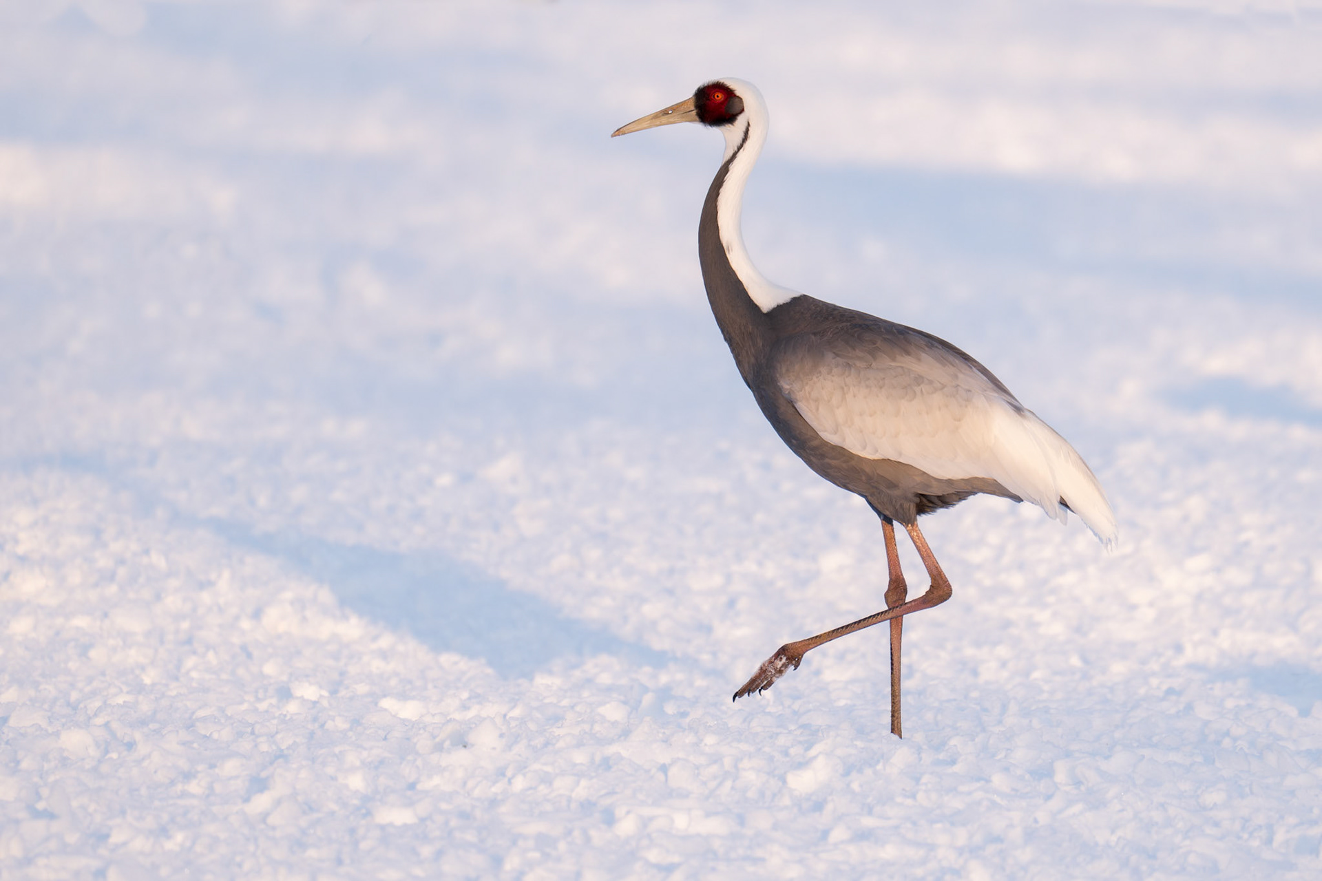 Glasögontrana / White-naped Crane, Kushiro, Japan 2025
