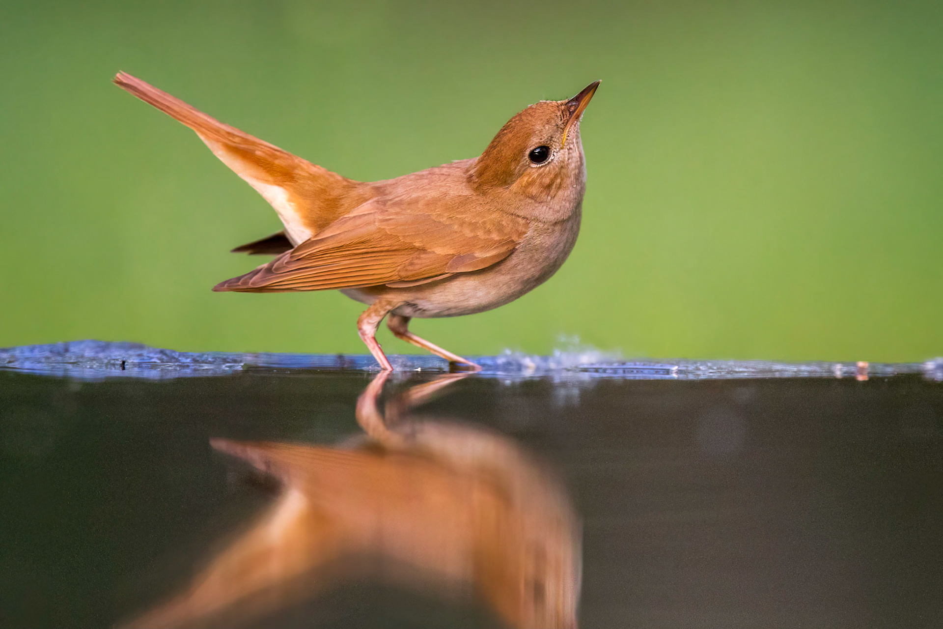Sydnäktergal / Common Nightingale, Hungary 2013