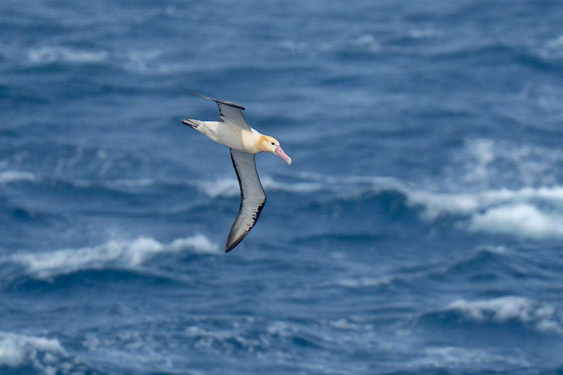 Gulnackad albatross / Short-tailed Albatross, Boat Miyake-jima to Tokyo, Japan 2025