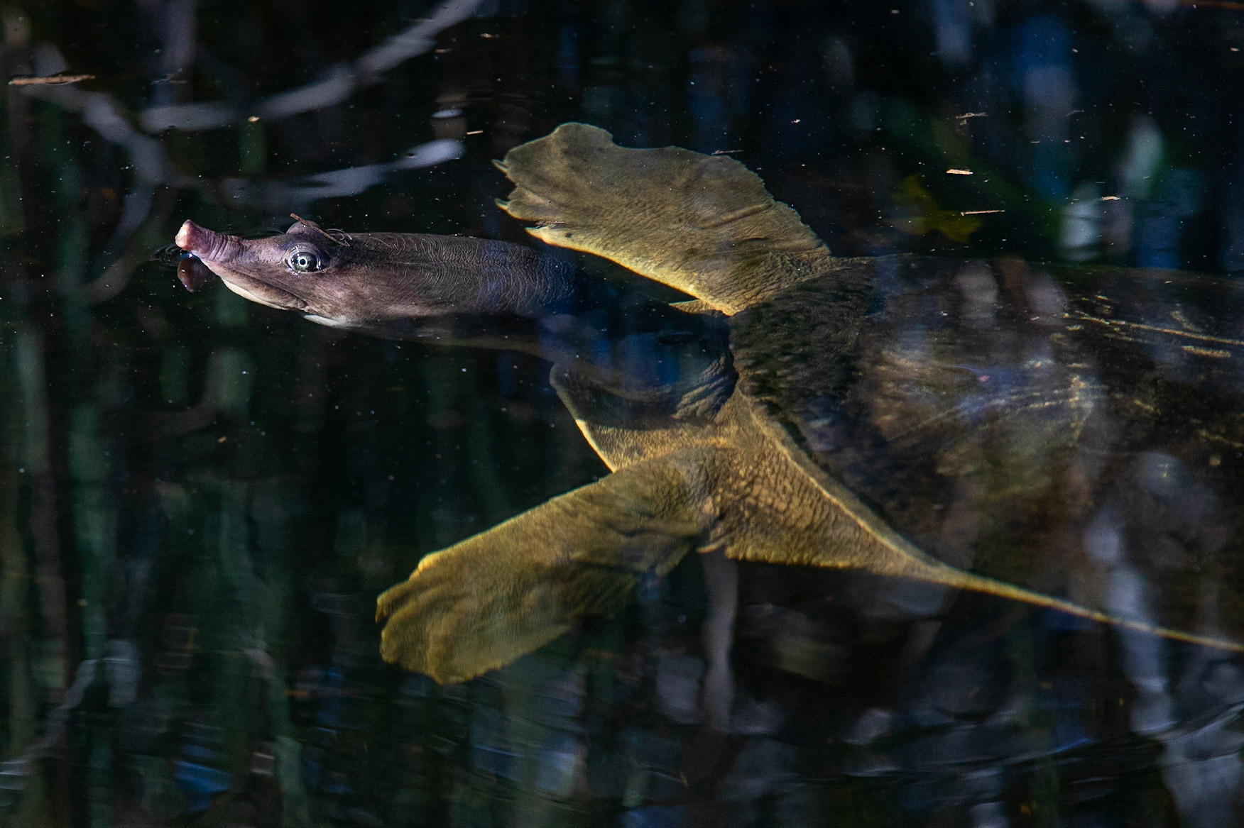 Floridalädersköldpadda / Florida Softshell Turtle, Shark Valley, Florida USA 2019