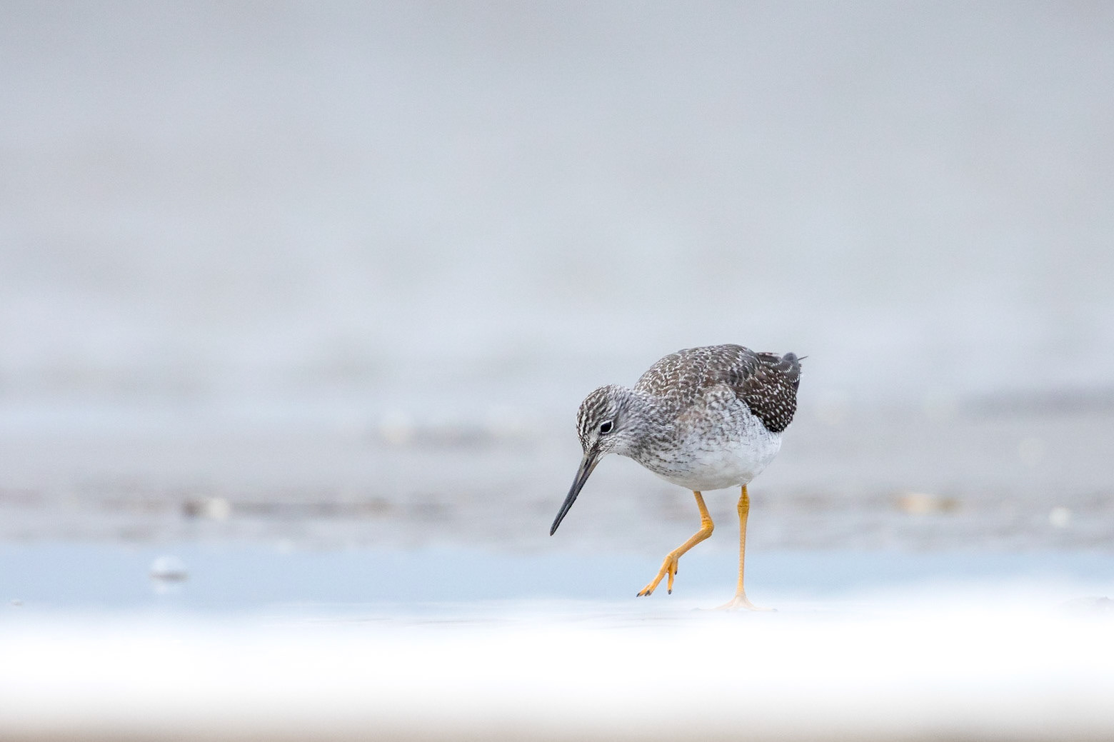 Större gulbena / Greater Yellowlegs, Björkäng 2018