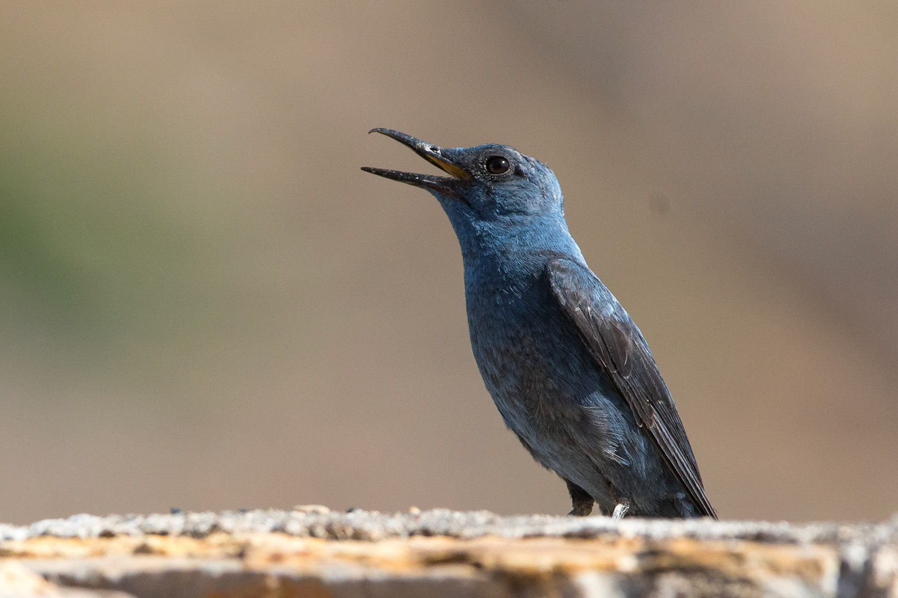 Blåtrast / Blue Rock Thrush, Spinalonga Crete Greece 2015